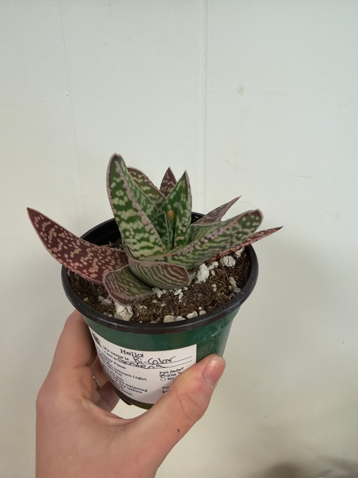 Bi Color Gasteria 4in