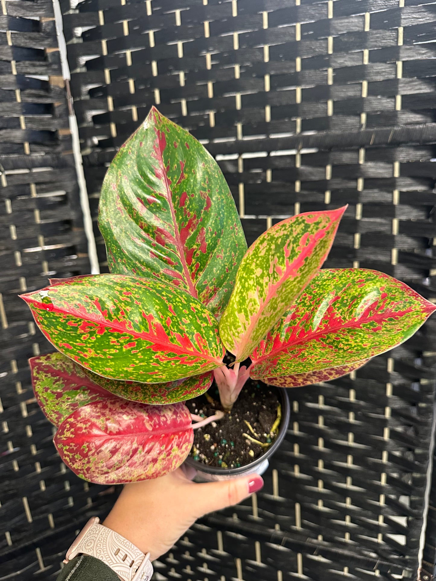 Fortune Aglaonema 4in