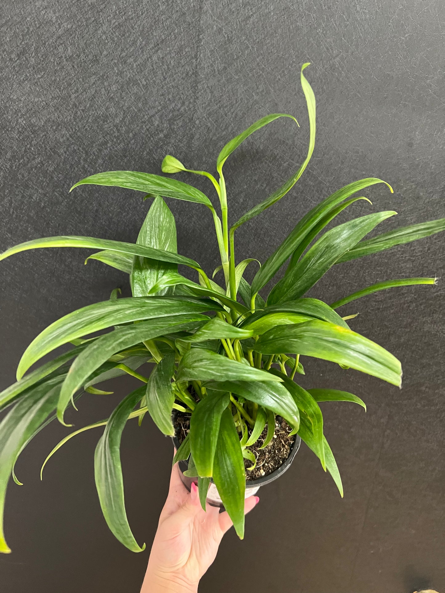 Silver Streak Pothos 6in