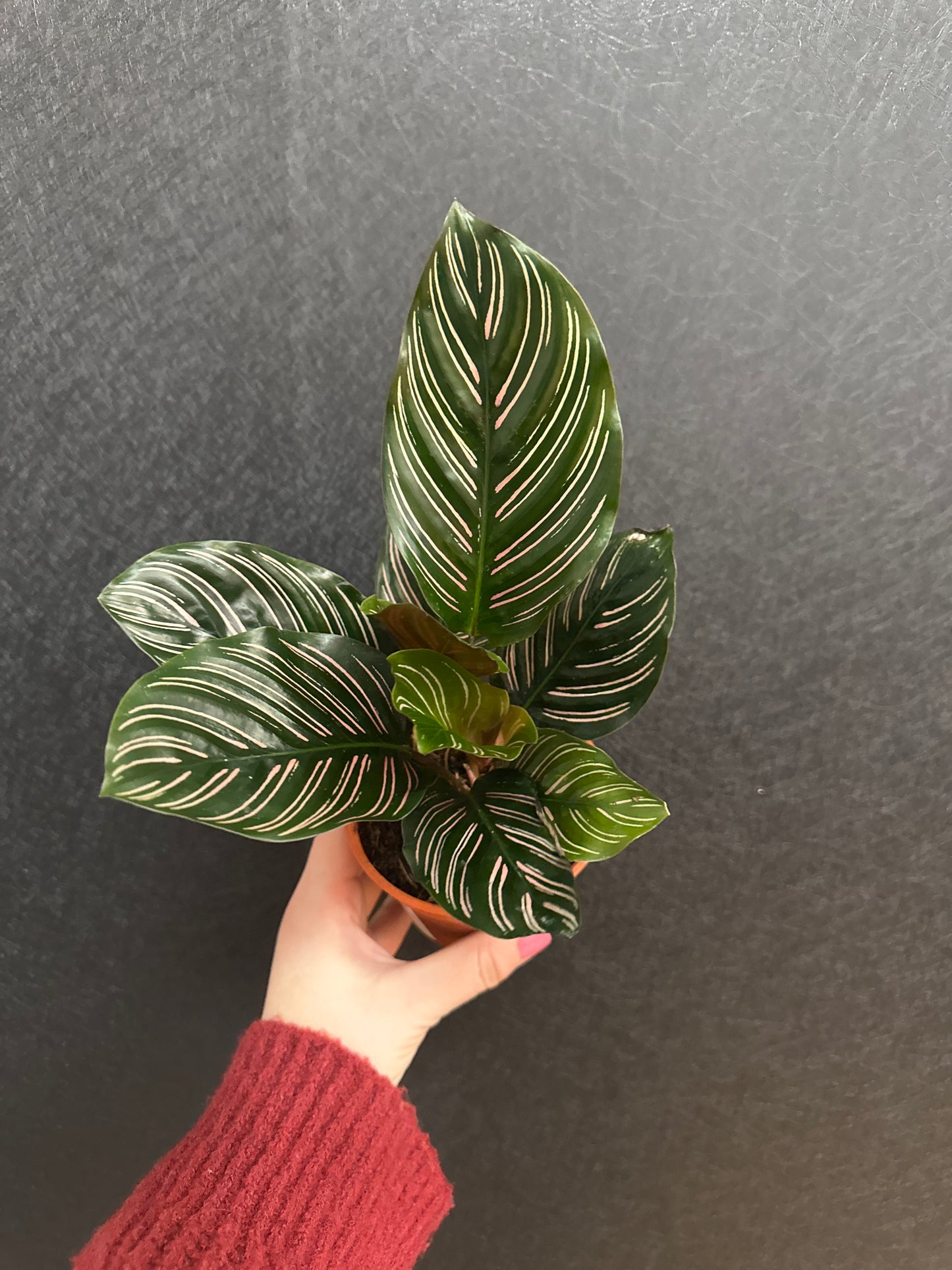 Pink Pinstripe Calathea 4in