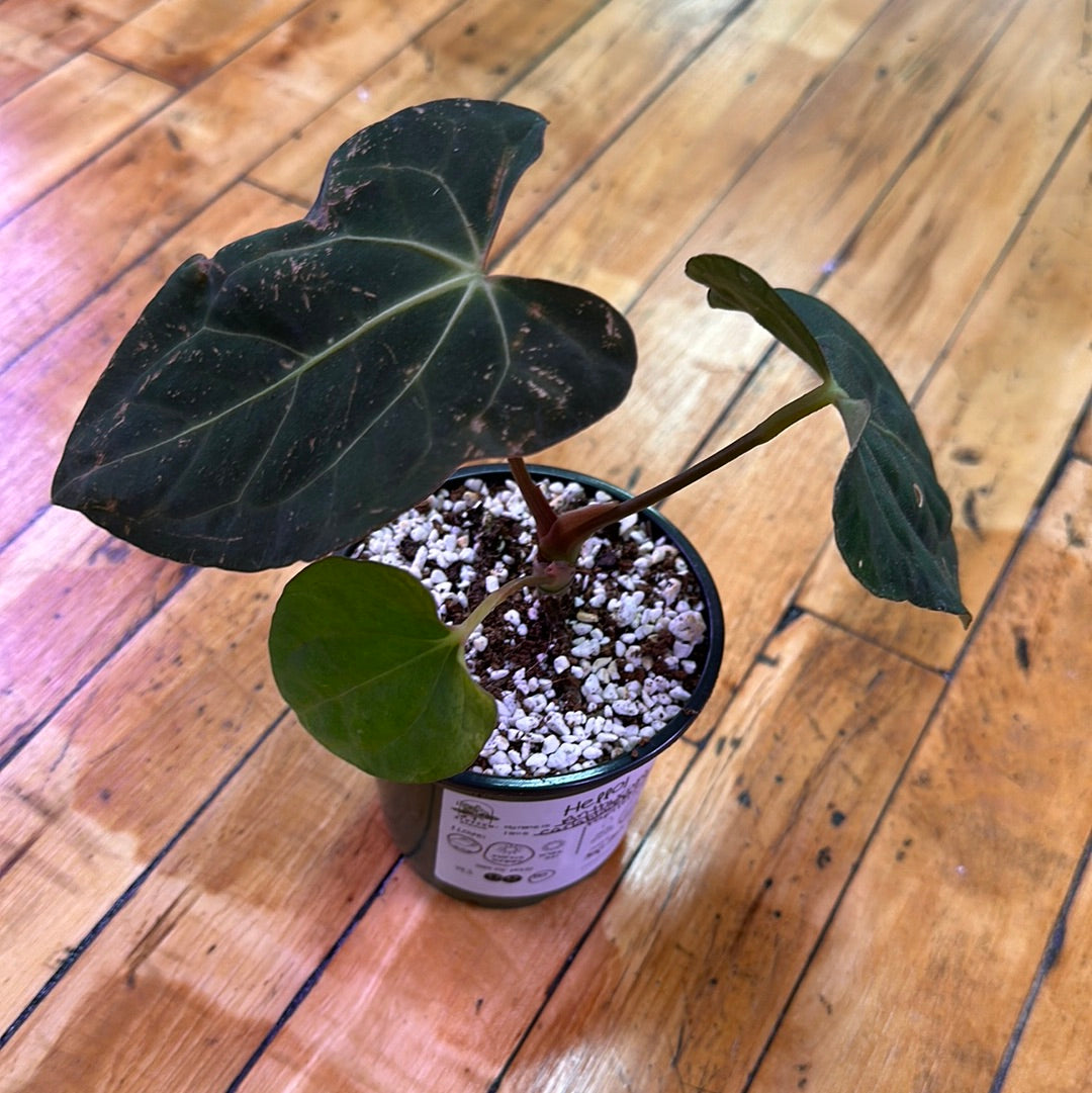 Anthurium carlablackiae x papilloaminum – Blossom + Branch