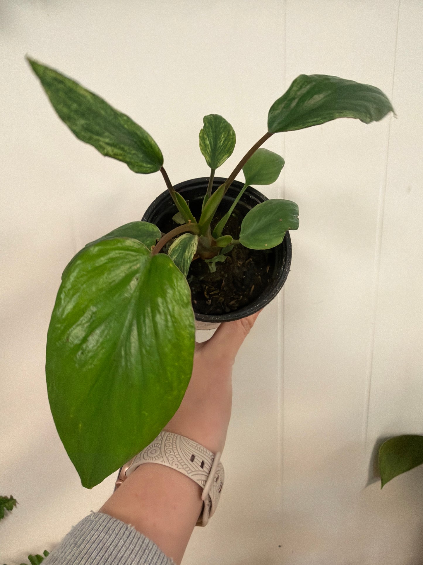 Emerald Gem Homalomena 4in