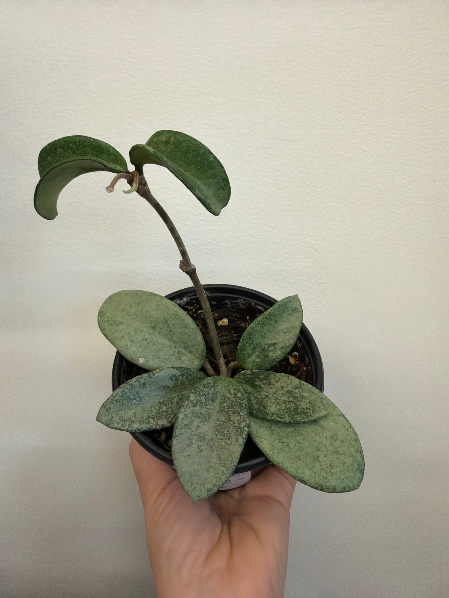 Hoya Nova Ghost 4in