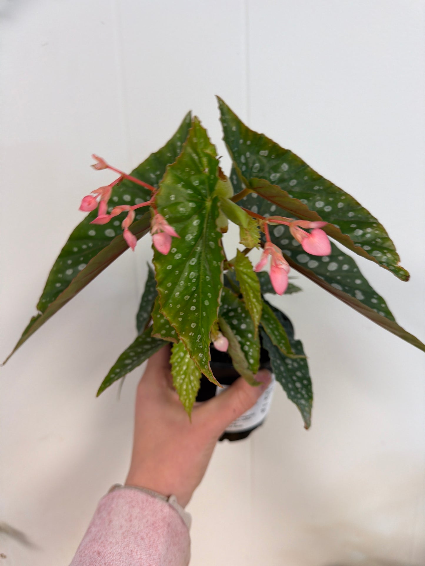 Silver Spot Begonia 4in