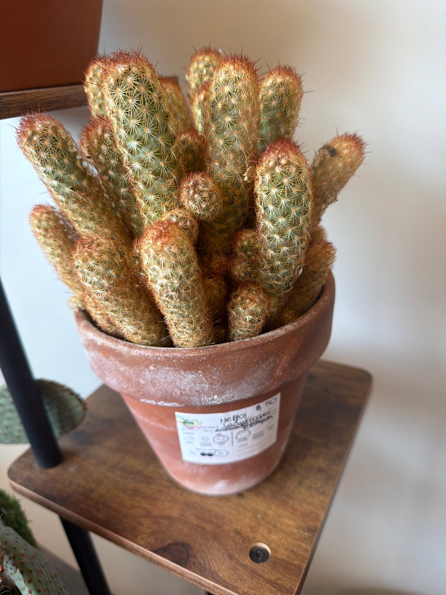 Ladyfinger Cactus in Terracotta