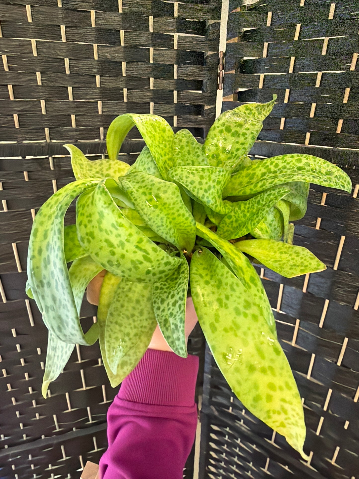Resnova humifusa, variegated 6in