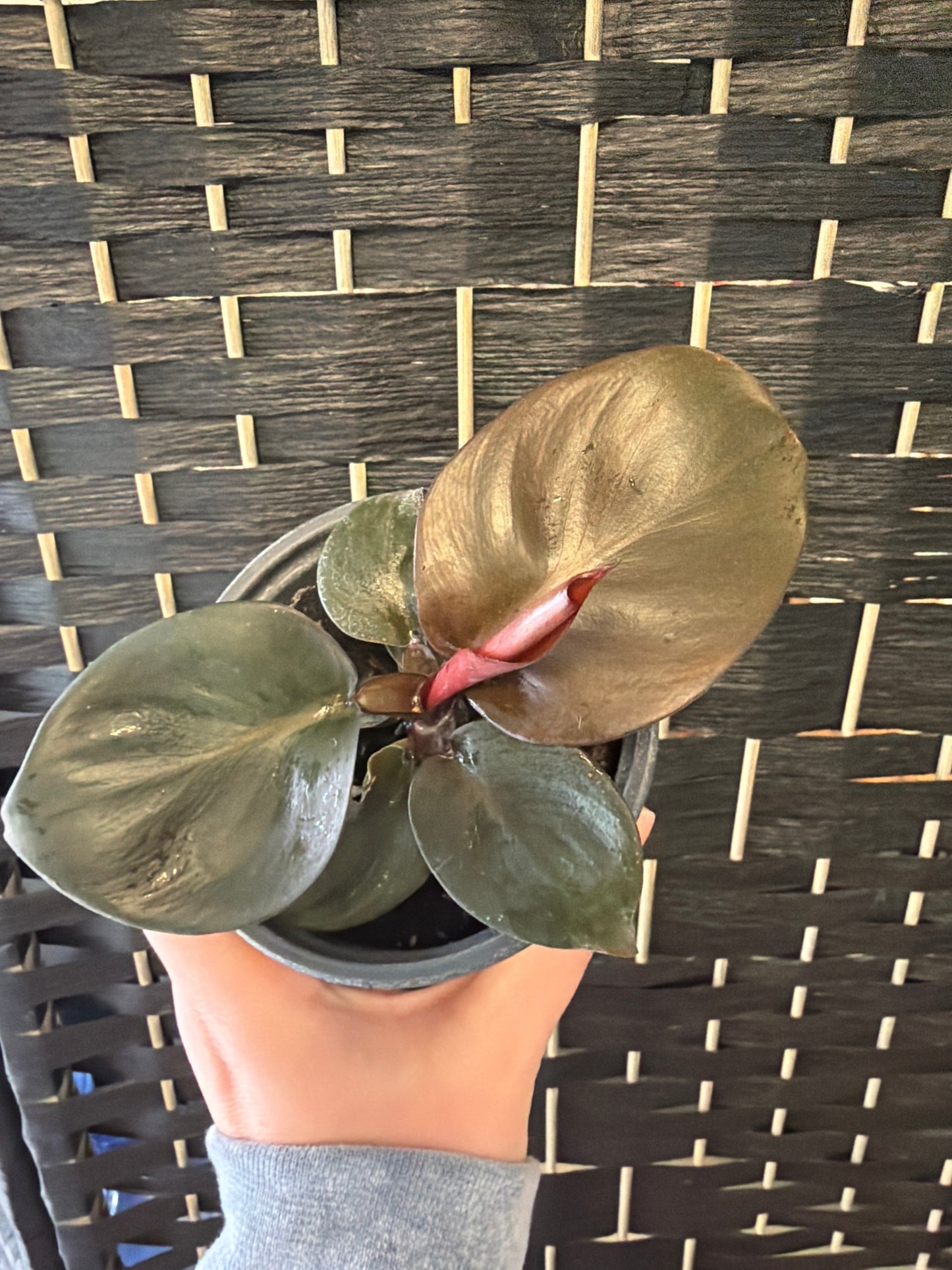 Red Heart Philodendron 4in