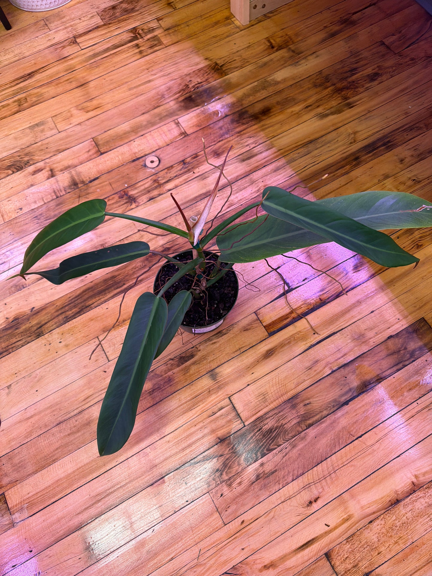 Philodendron Bicolor- 6in