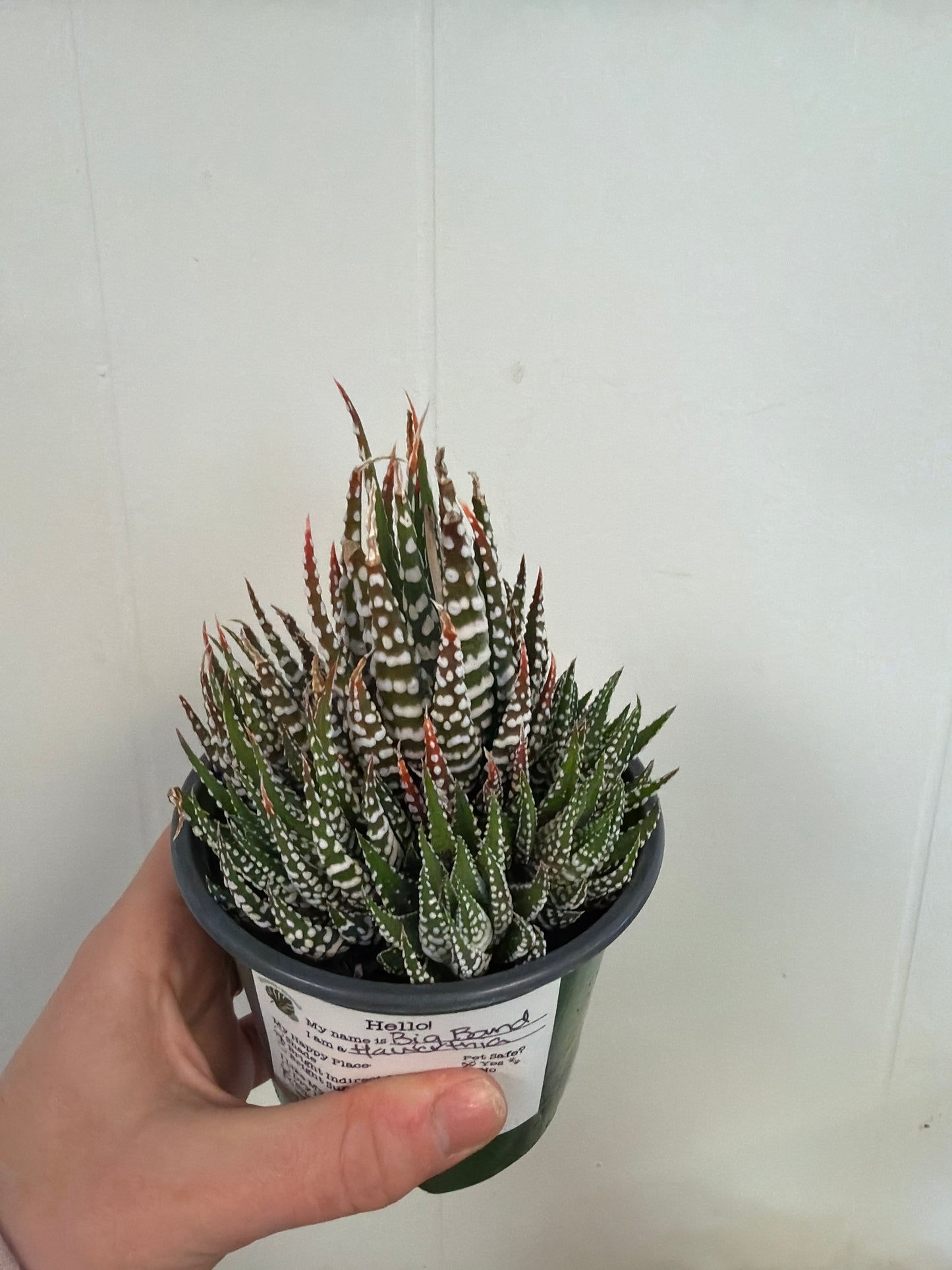 Big Band Haworthia 4in
