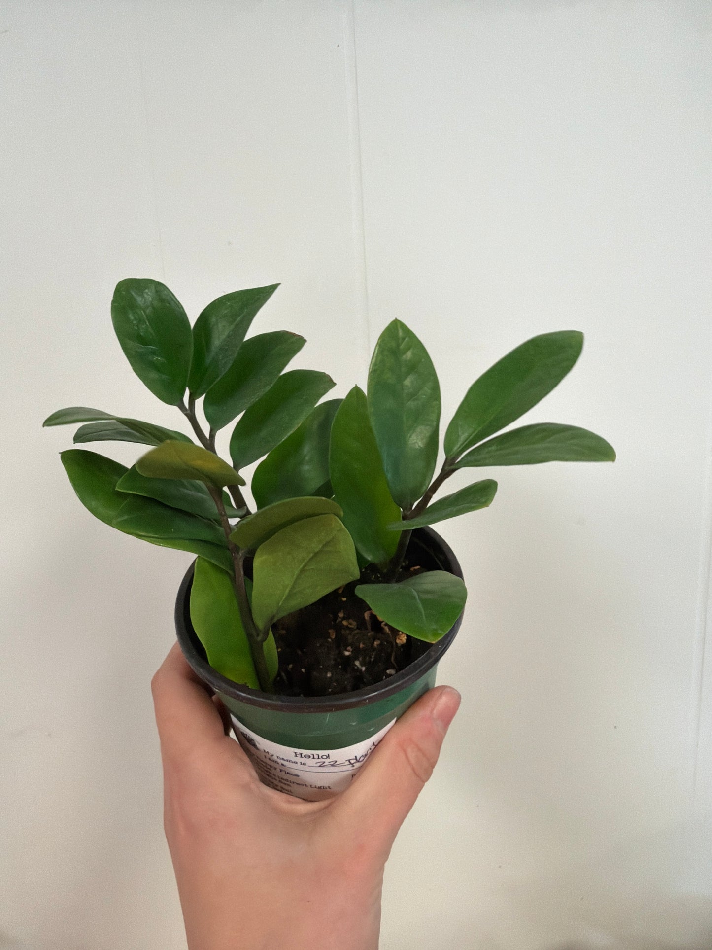 Zz Plant 4in short