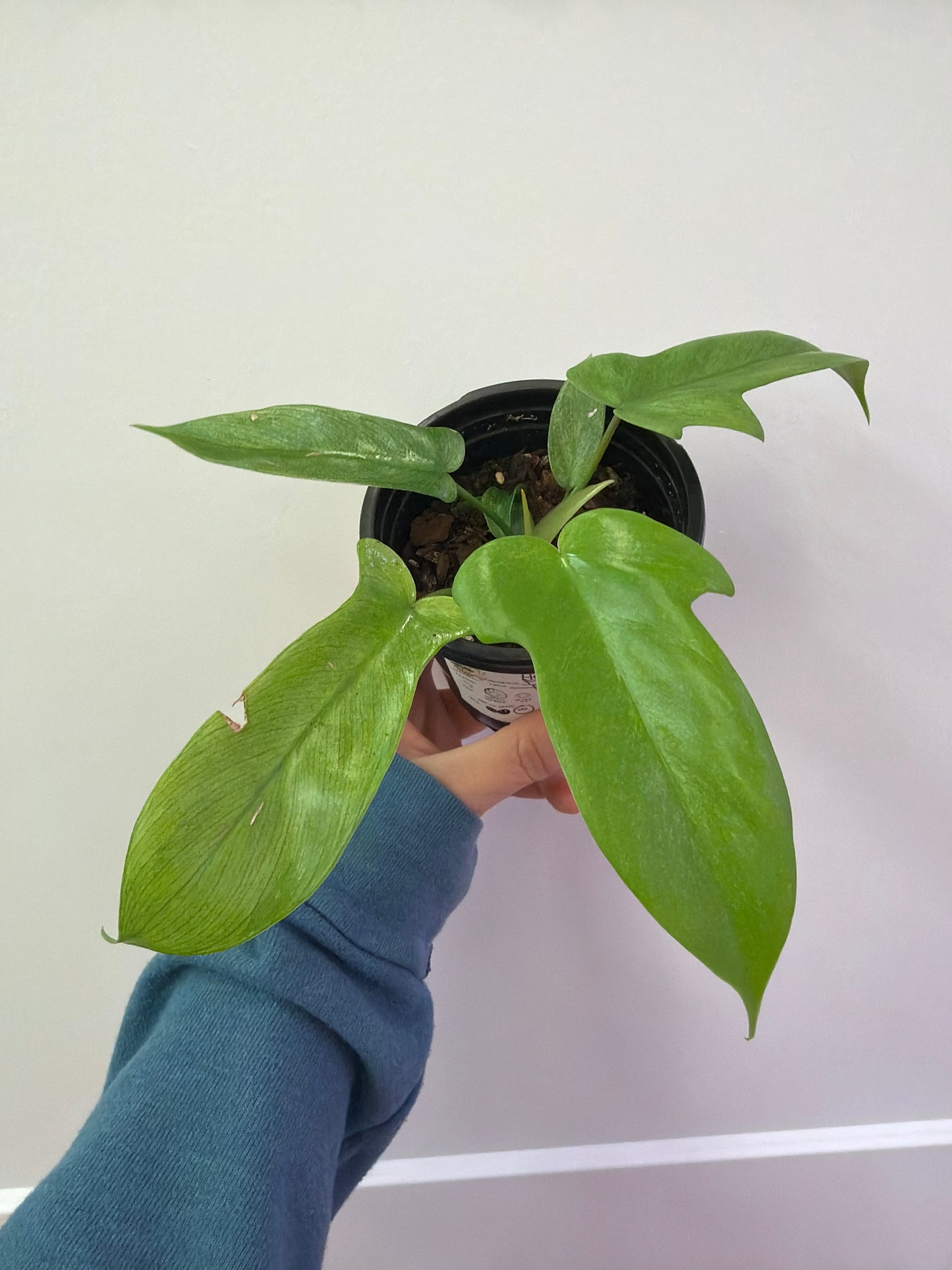 Philodendron Florida Ghost 4in