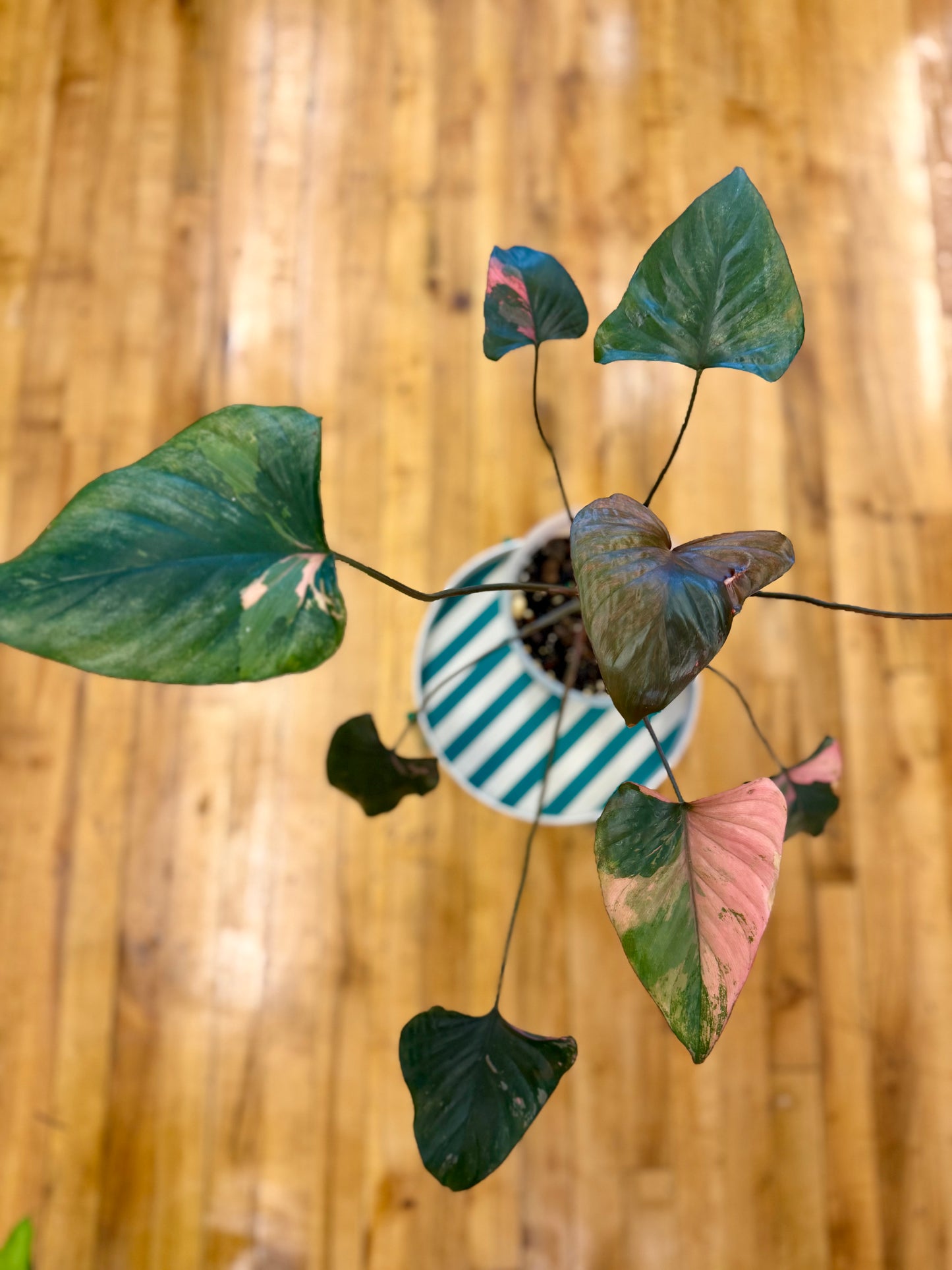 Homalomena Pink Diamond 6in