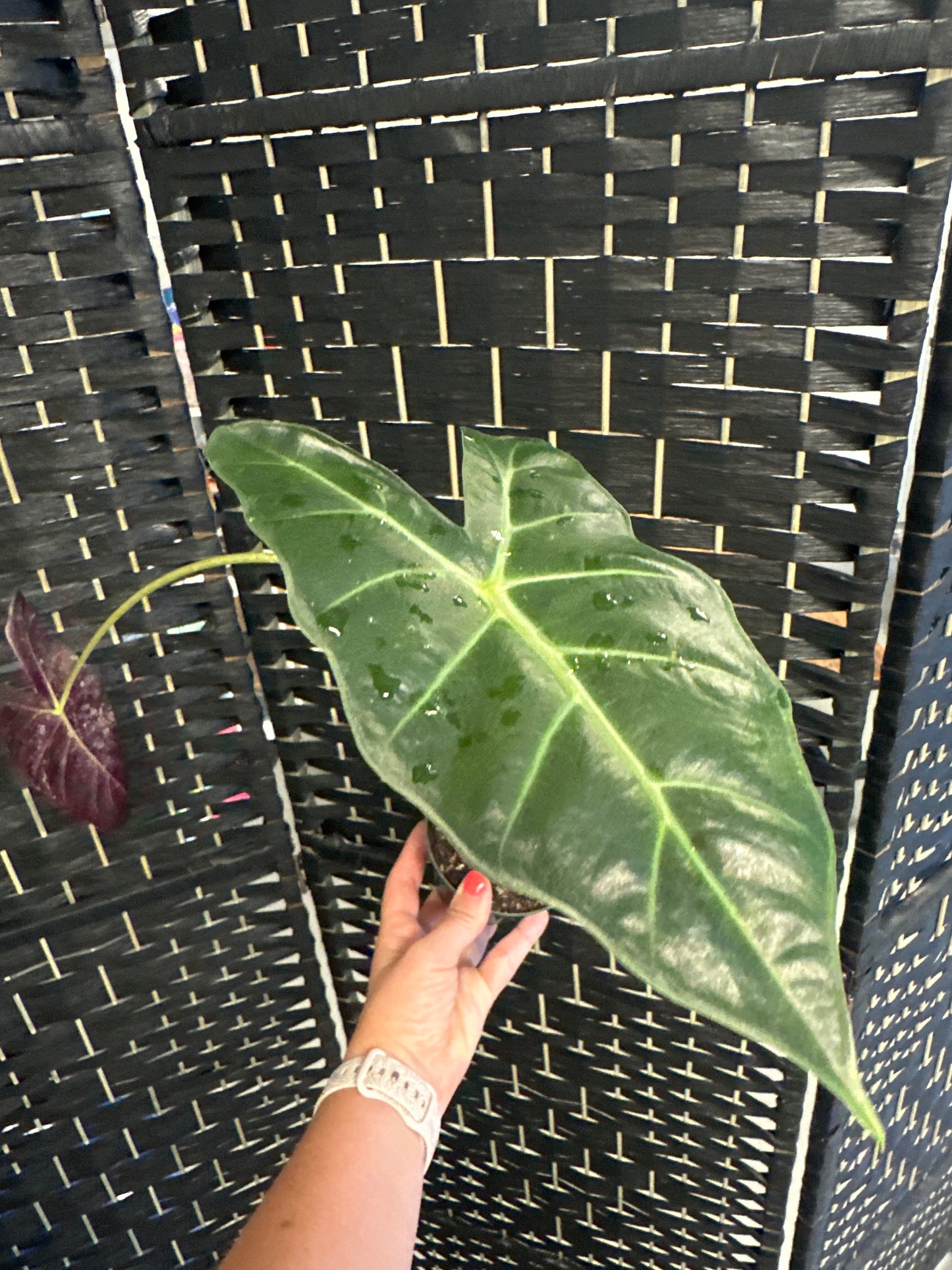 Mayan Mask Alocasia 4in