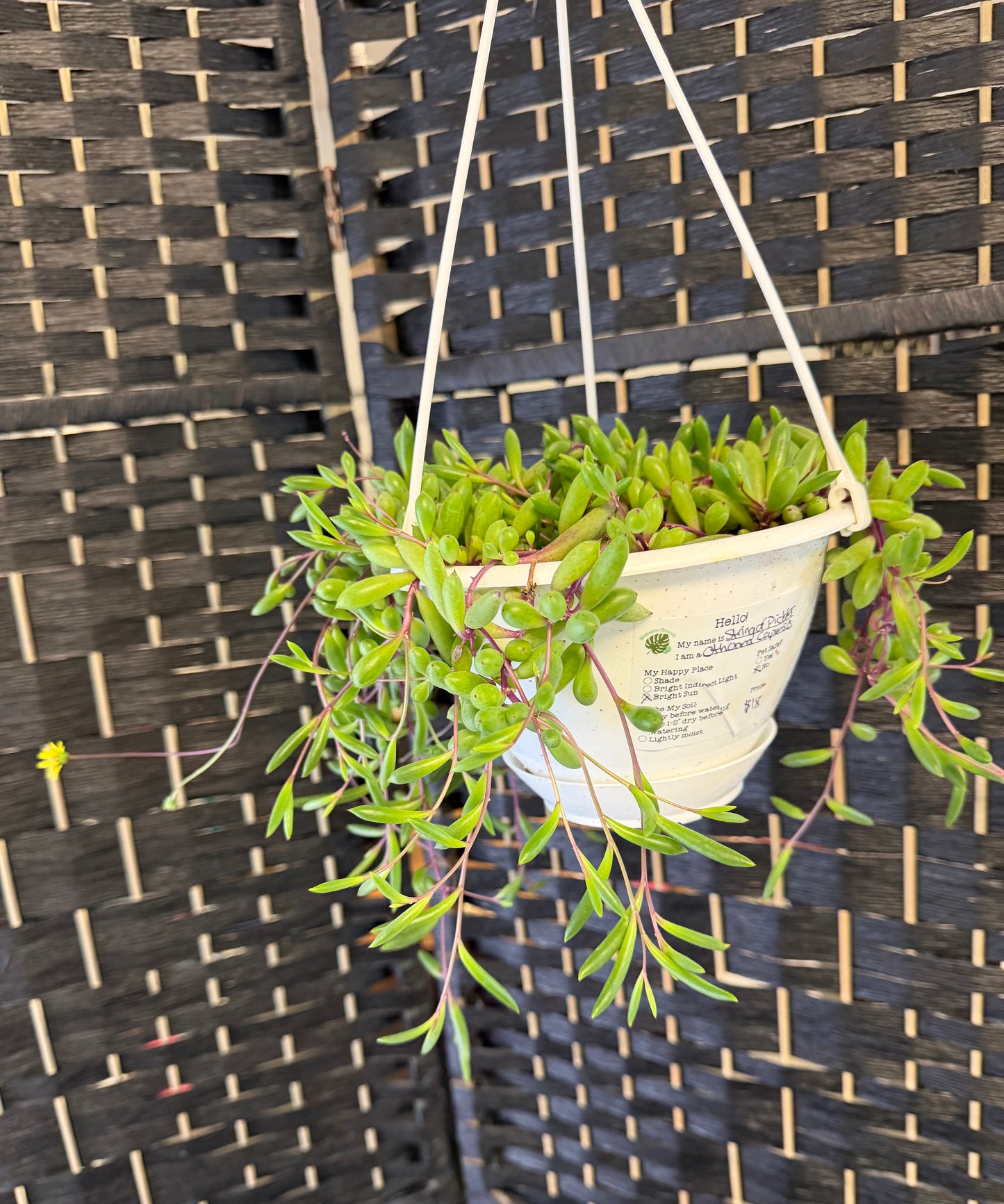 String of Pickles 6in