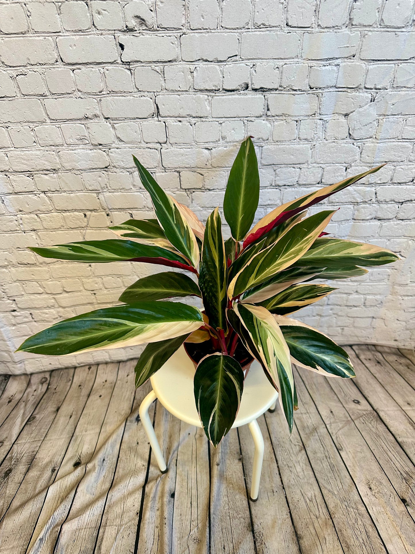 Stromanthe TrioStar 6in