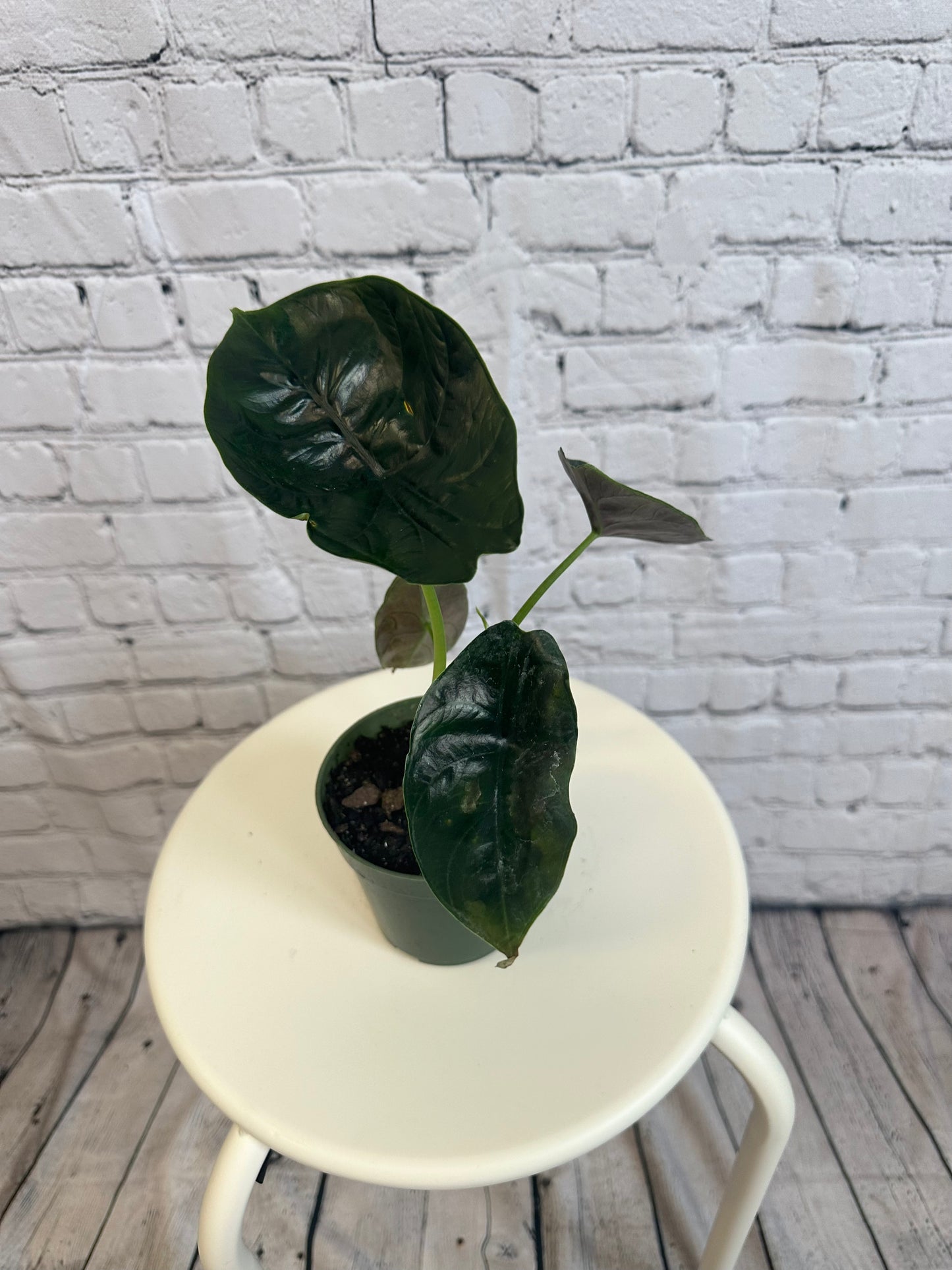 Alocasia Green Unicorn