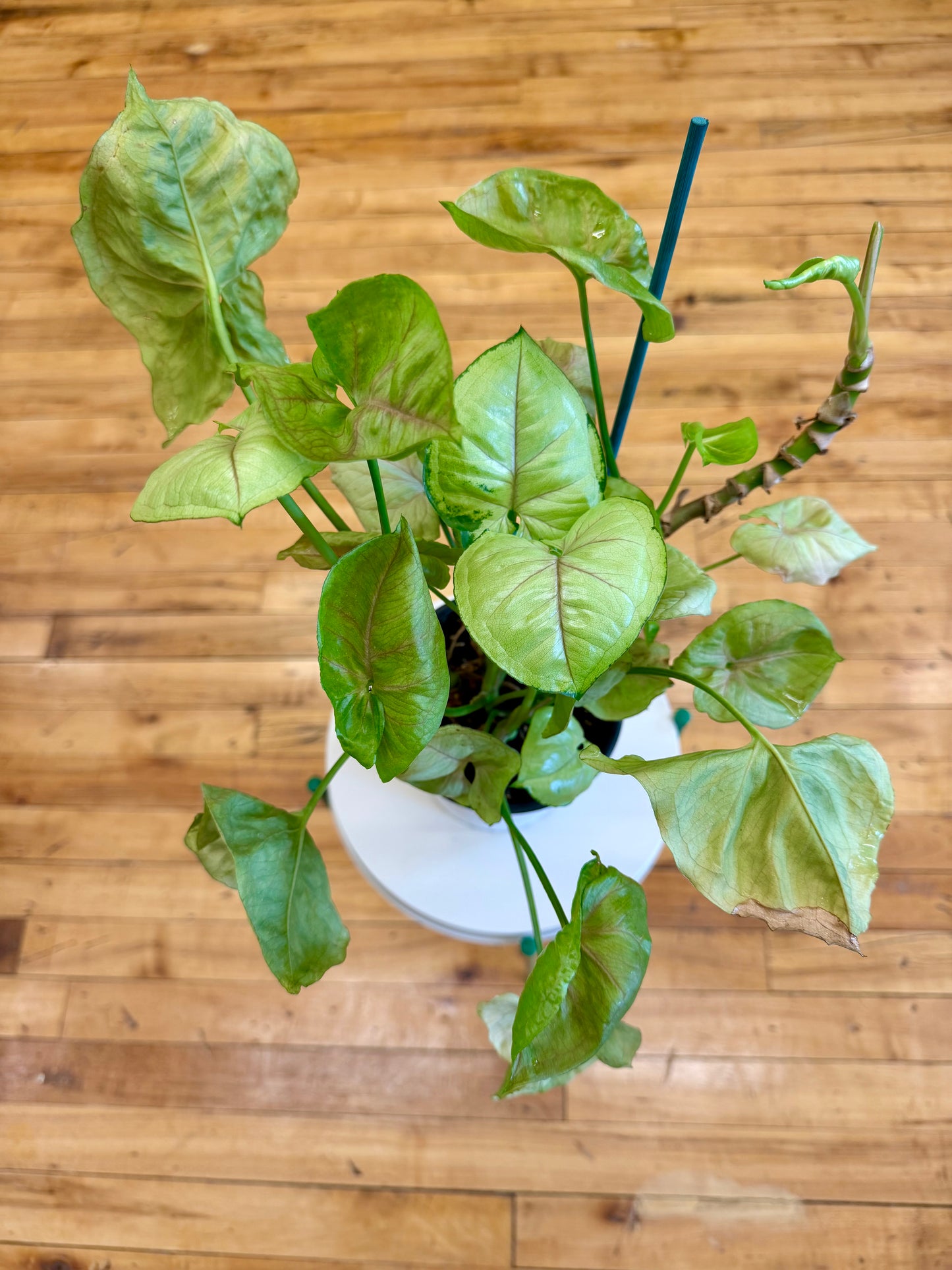 Green Splash Syngonium 5in
