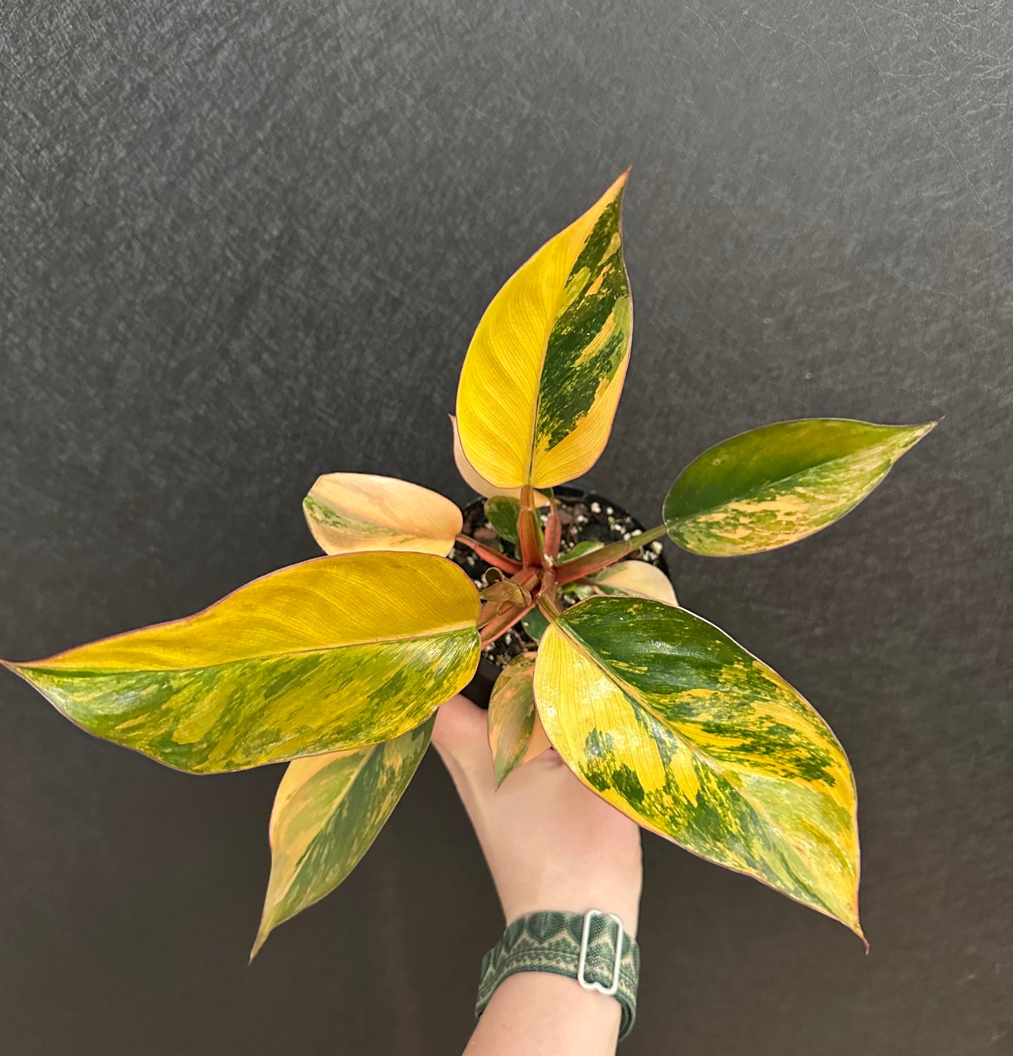 Philodendron Red Congo ‘Red Hot’ 4in