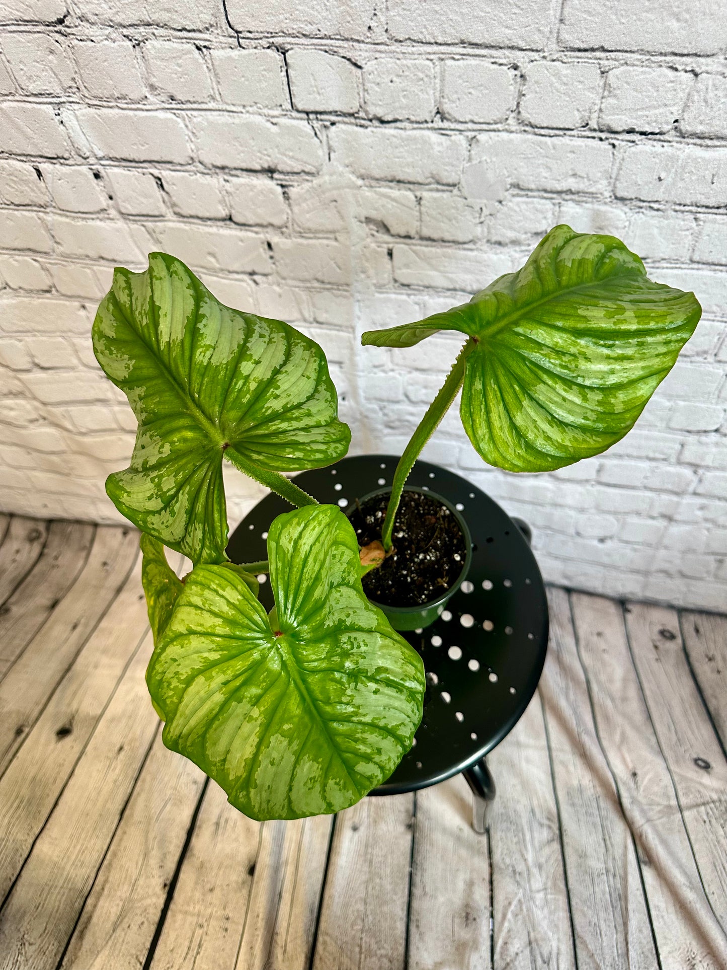 Philodendron mamei ‘Silver Cloud’