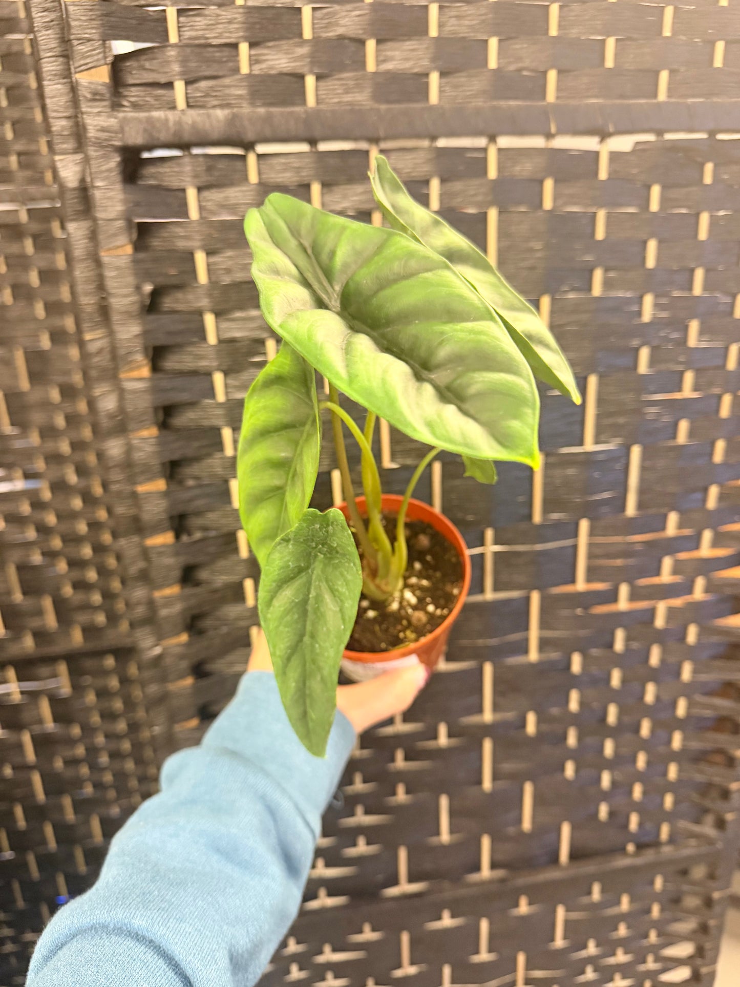 Alocasia Princeps 4in