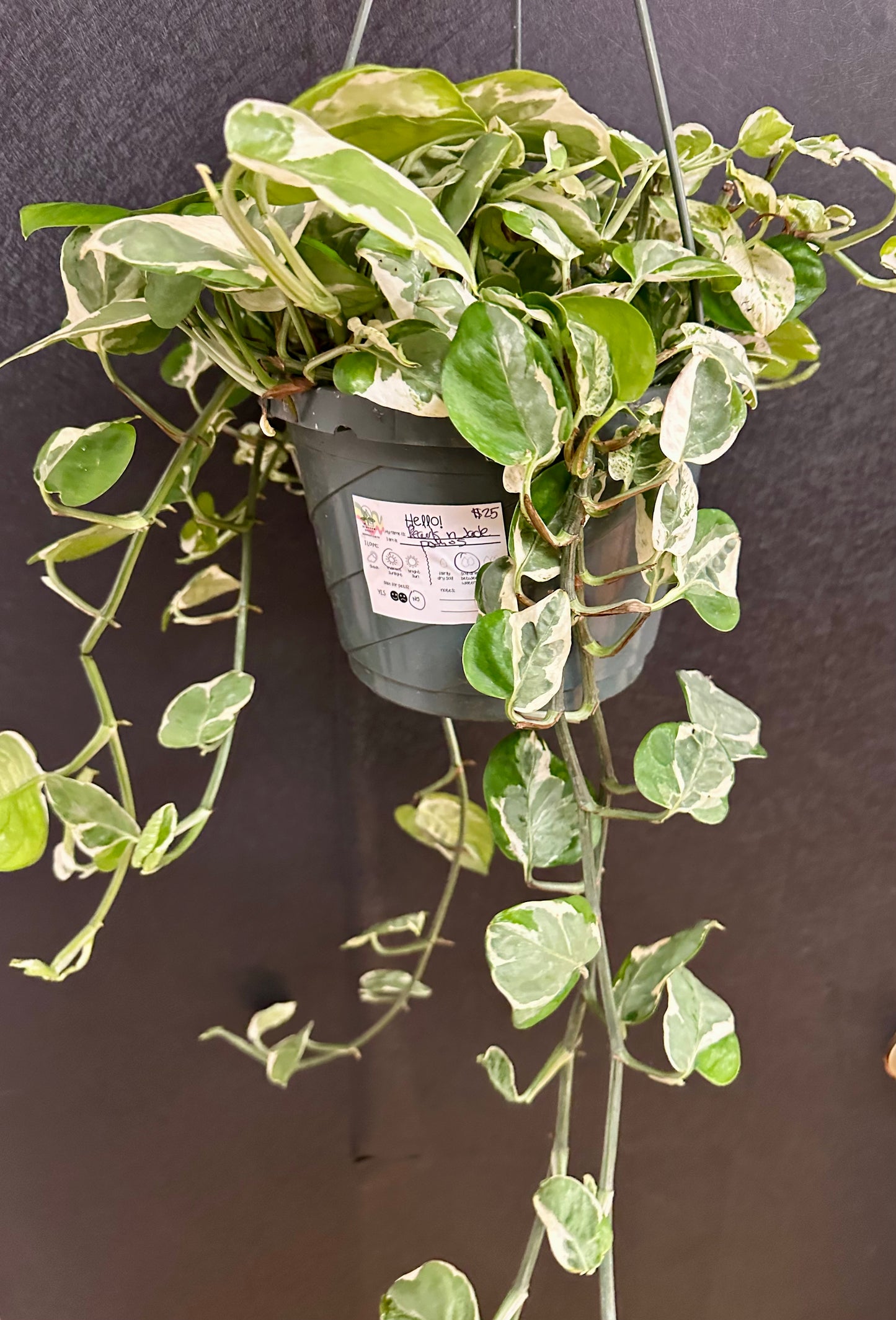 Pearls N Jade Pothos 8in