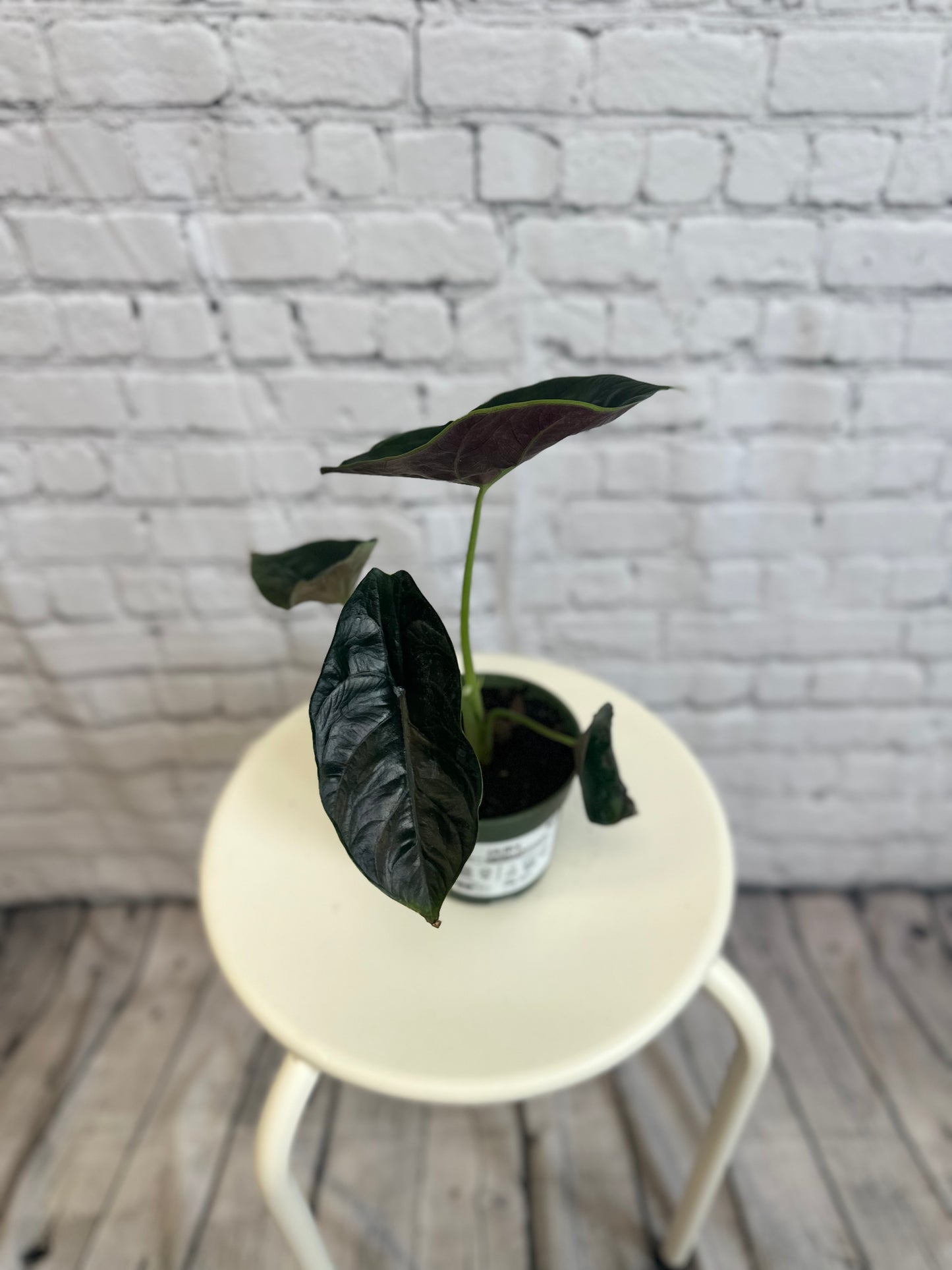 Alocasia Green Unicorn