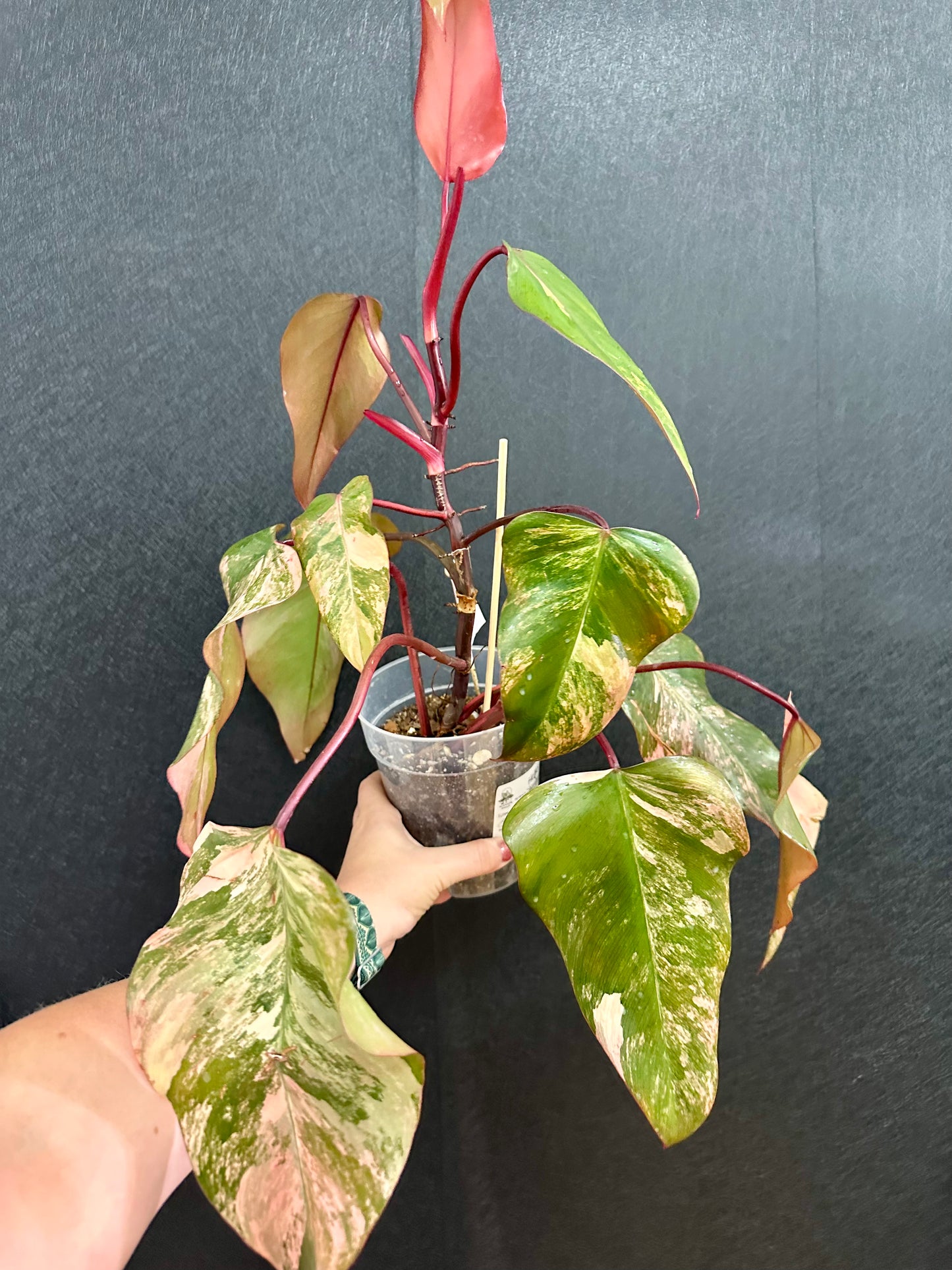 Philodendron Strawberry Shake 6in