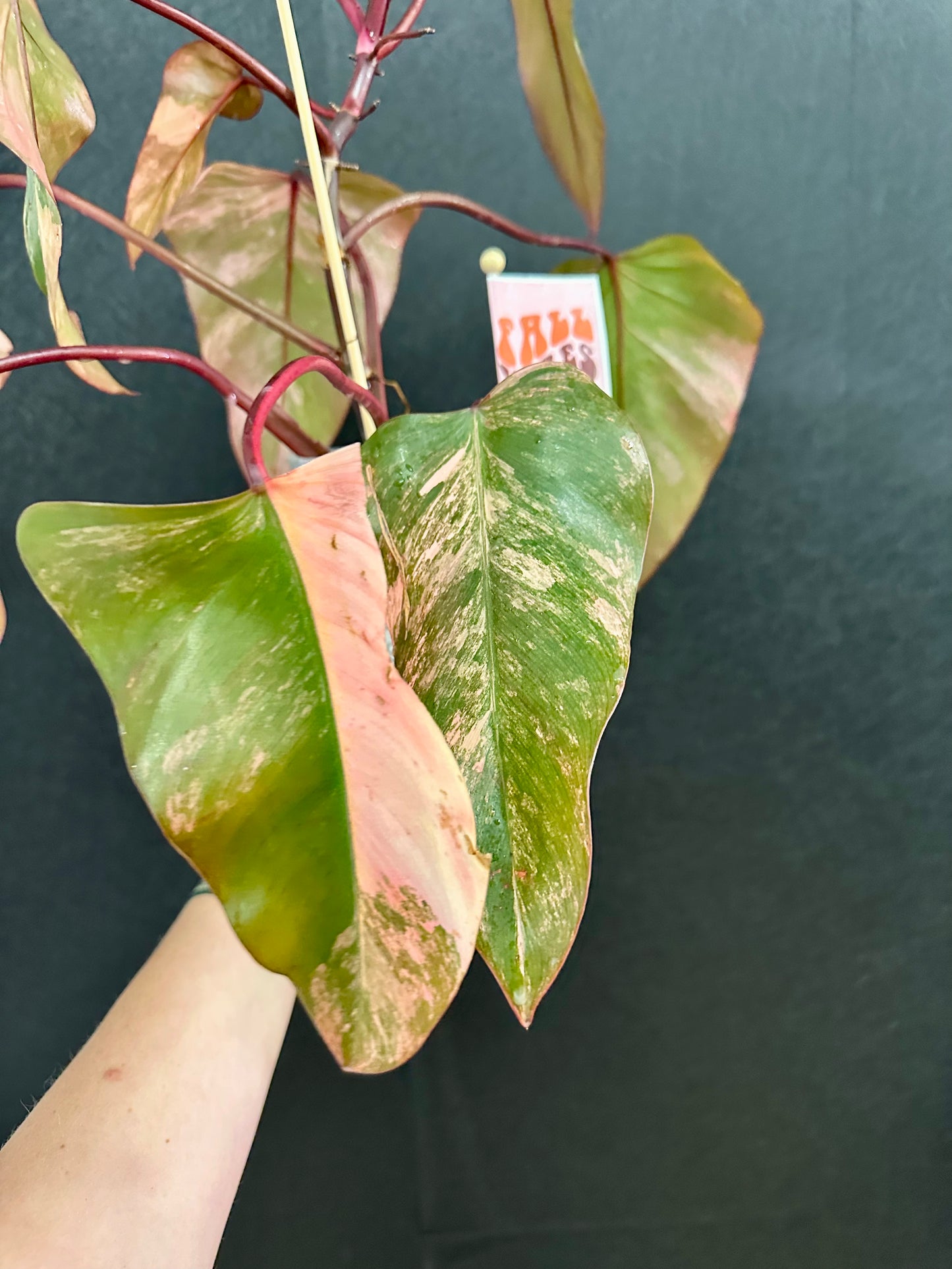 Philodendron Strawberry Shake 6in