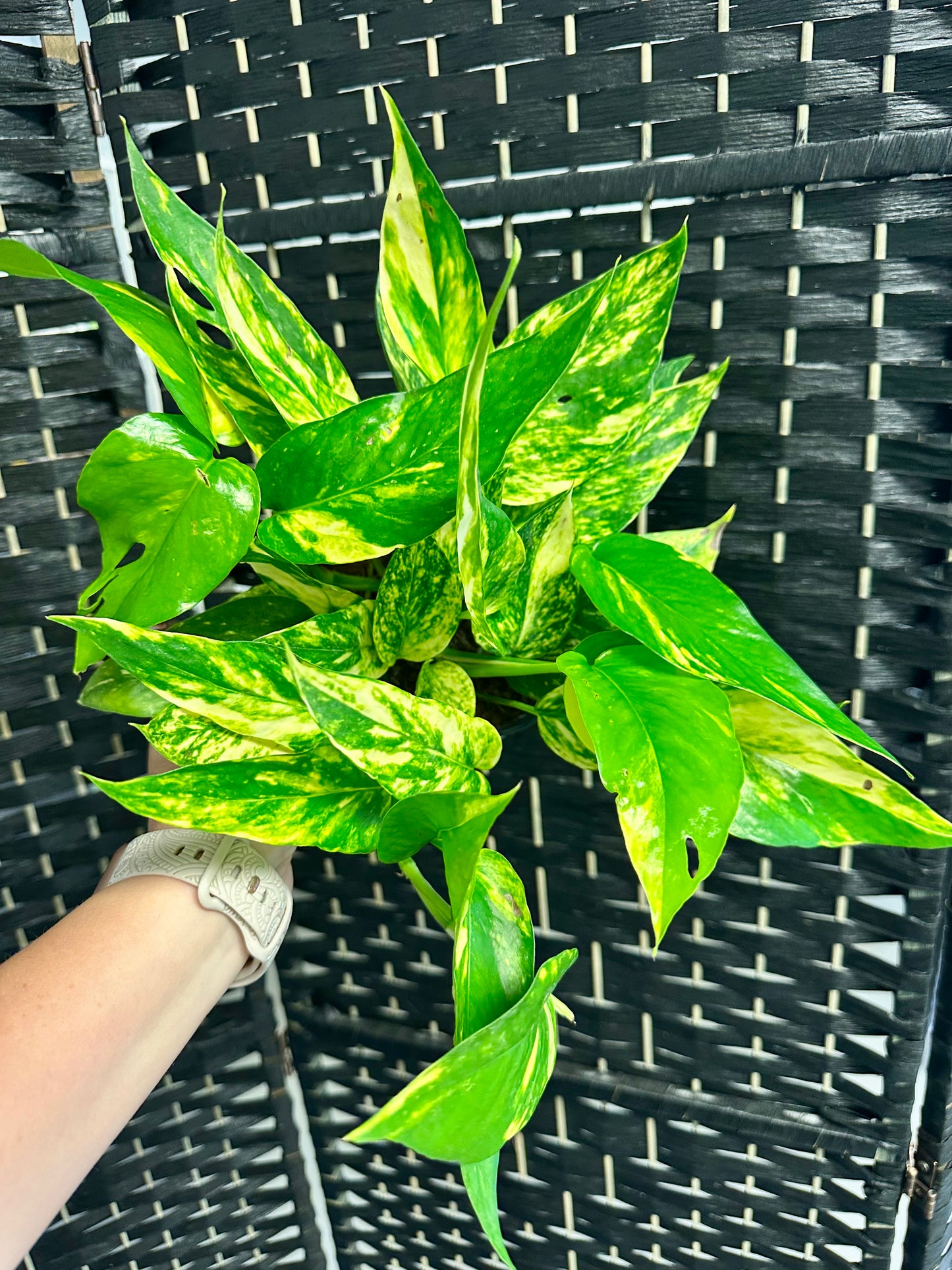 Yellow Sunrise Epipremnum 6in