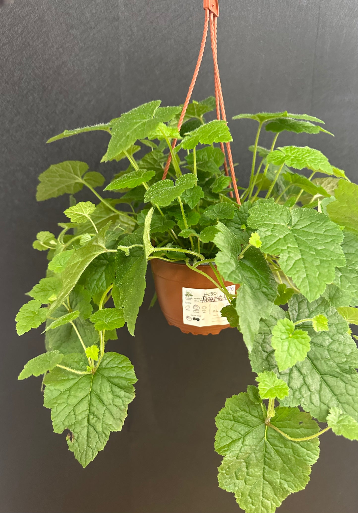 Piggyback Plant 6in