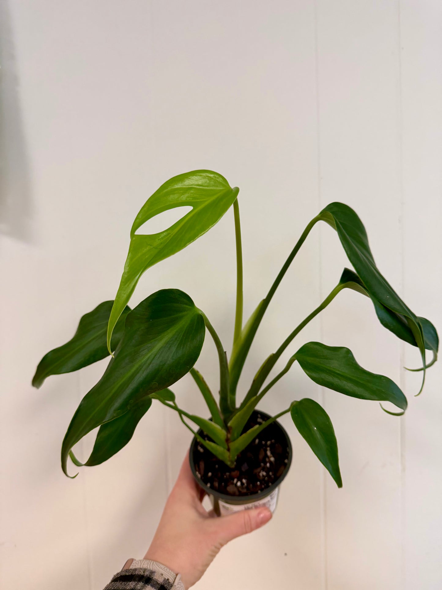 Monstera Burle Marx Flame 4in
