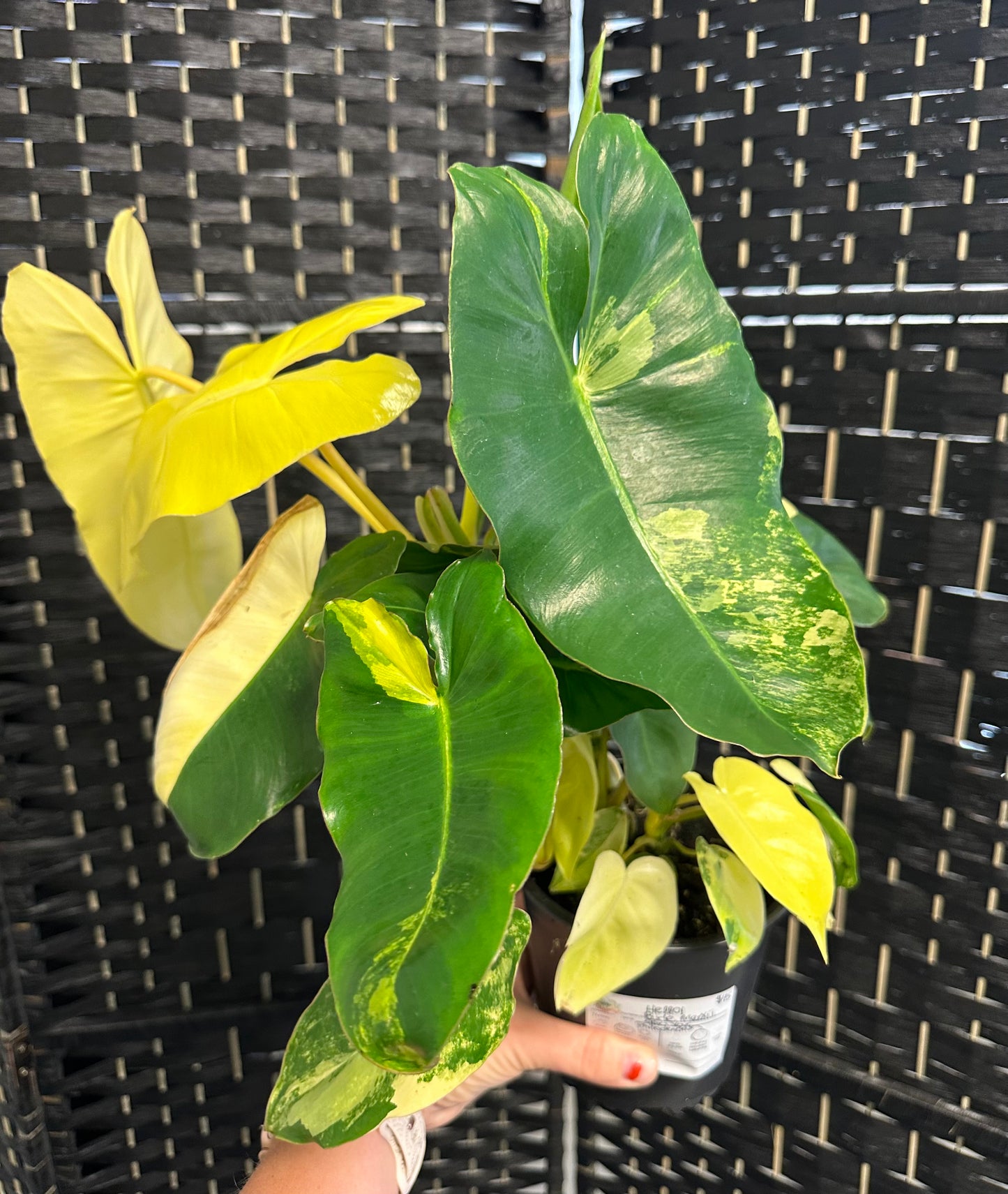 Burle Marx Philodendron Albo Variegated 5in