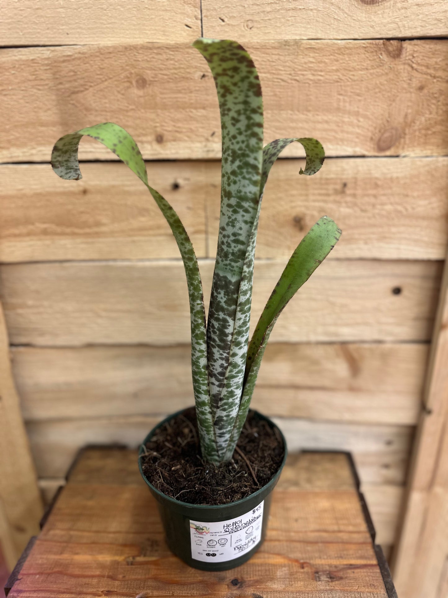Quesnelia marmorata 4in