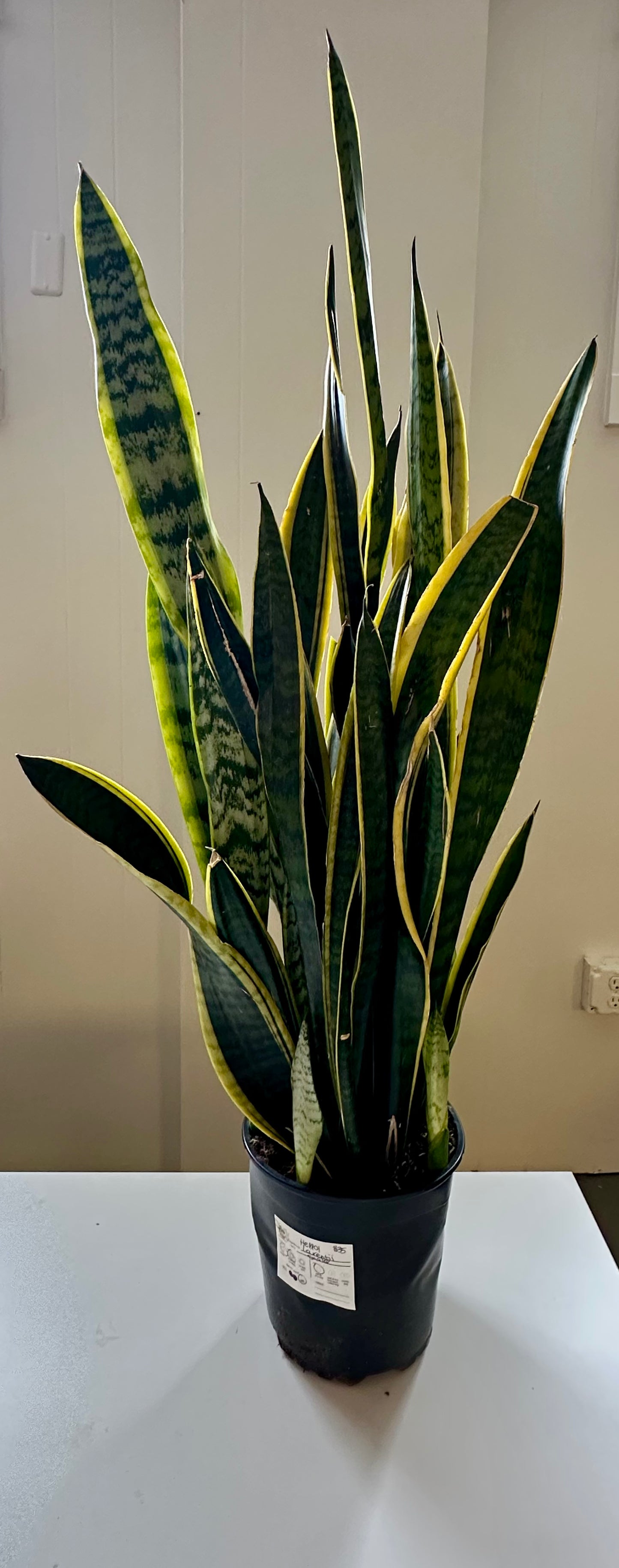 Laurentii Snake 8in Tall