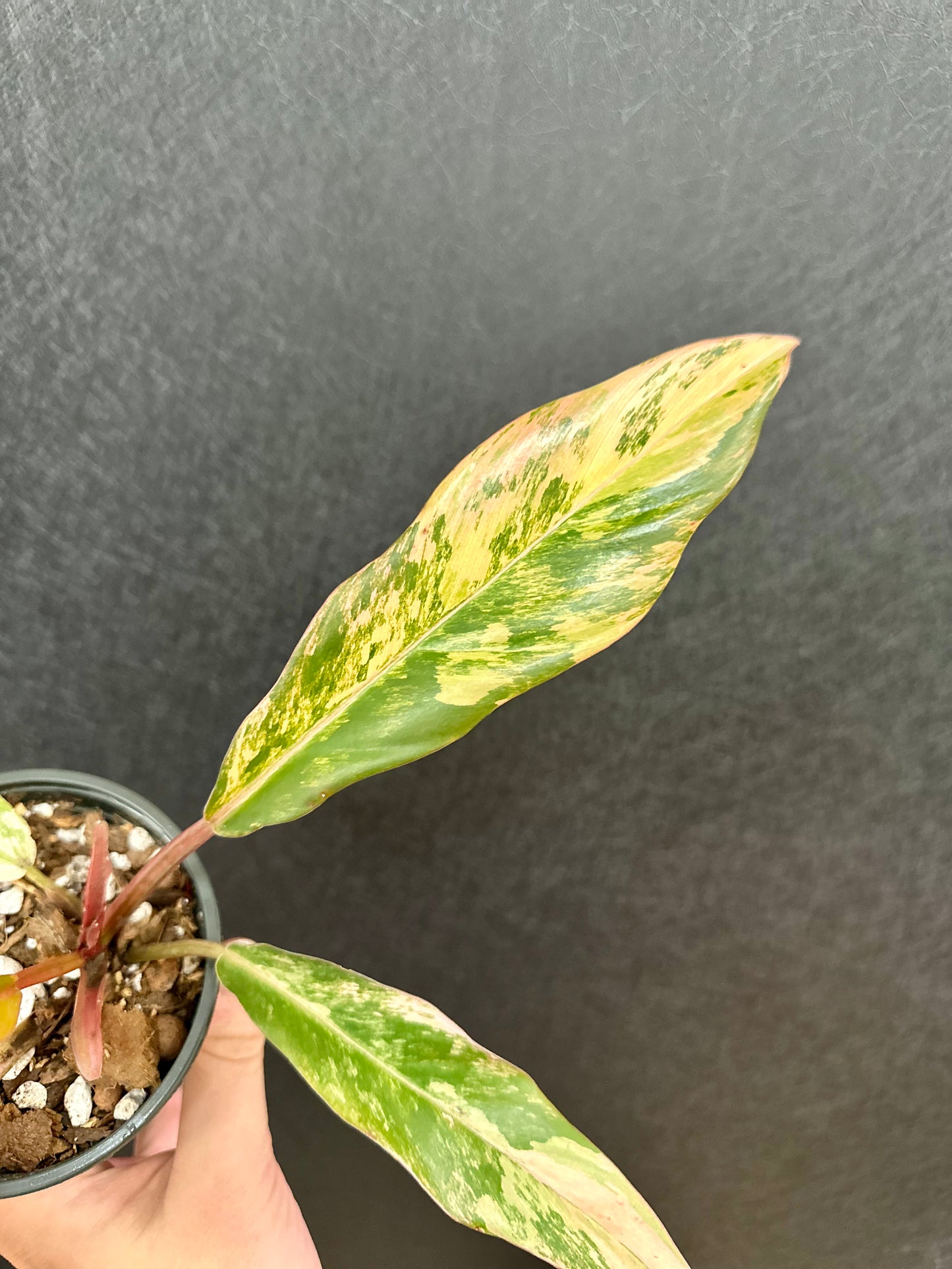 Caramel Marble Philodendron 4in