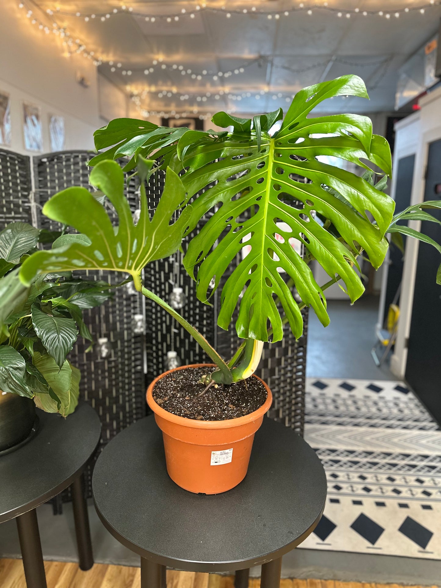 Monstera Deliciosa- Large!