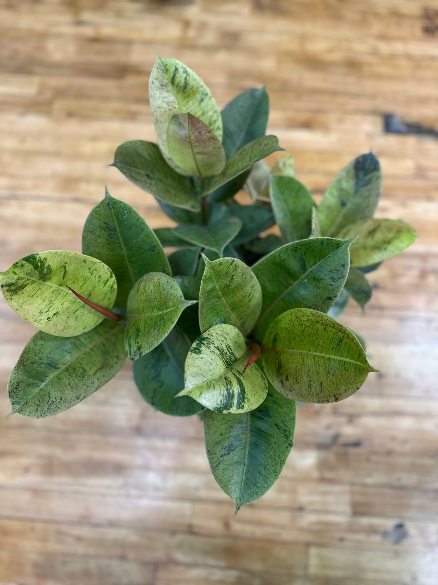 Ficus Shiverana 8in