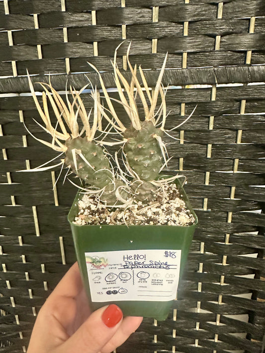 Paper Spine Tephrocactus 4in