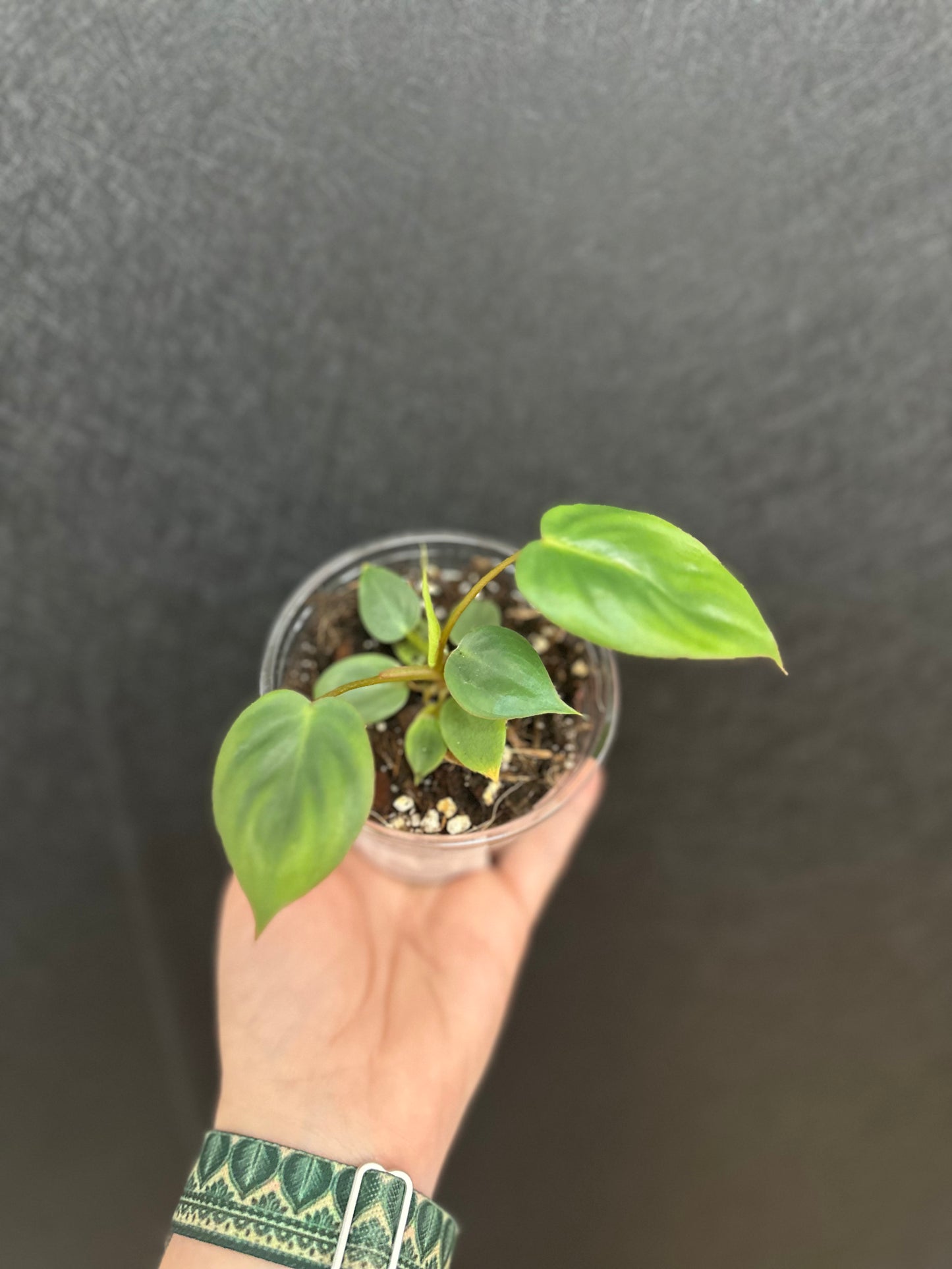 Philodendron Billienum 4in