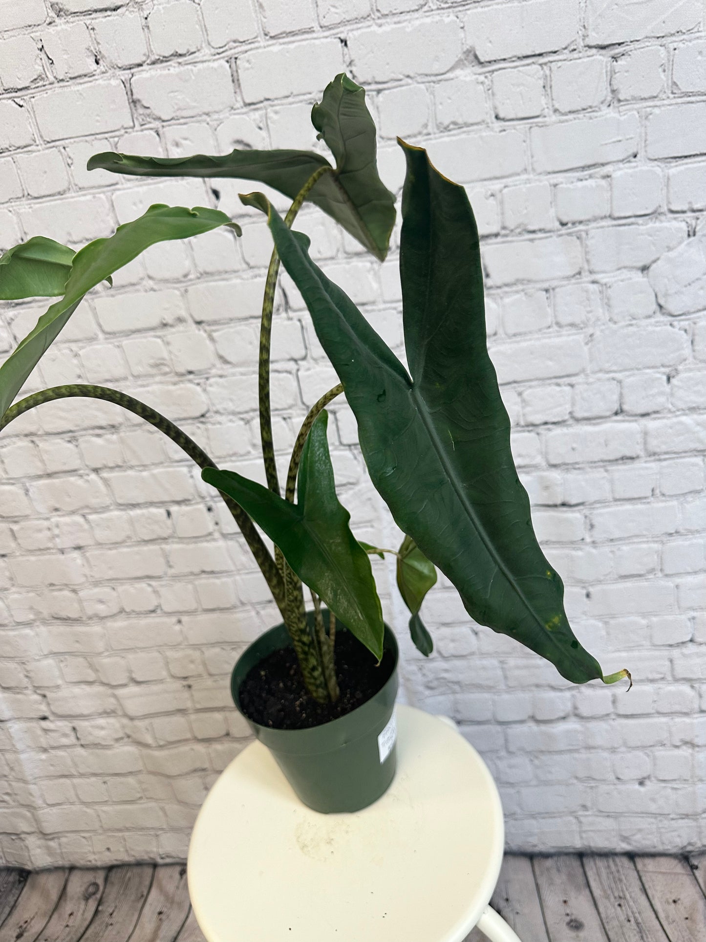 Alocasia Tigrina Superba