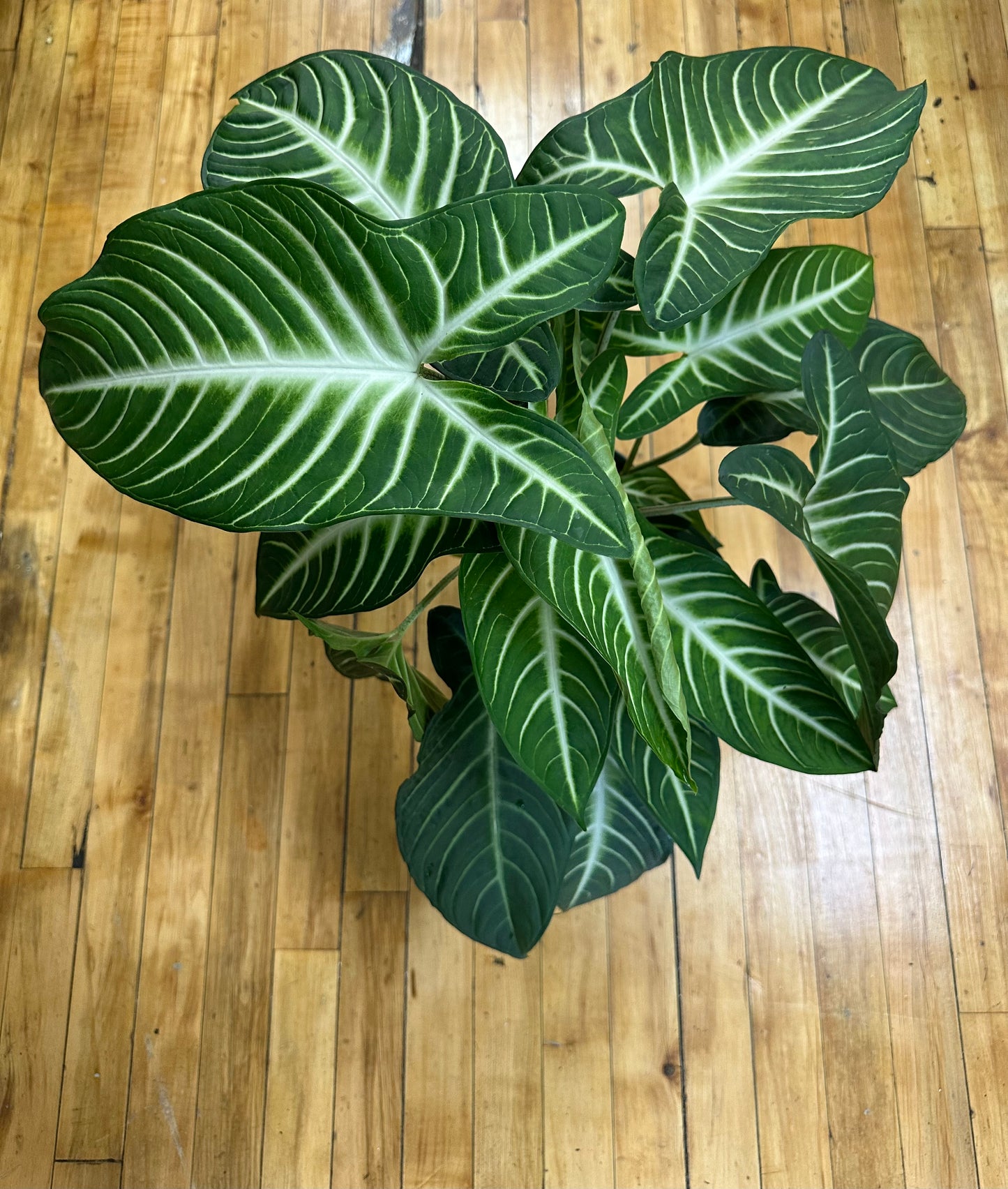 Xanthosoma lindenii ‘Magnificum’ 6in