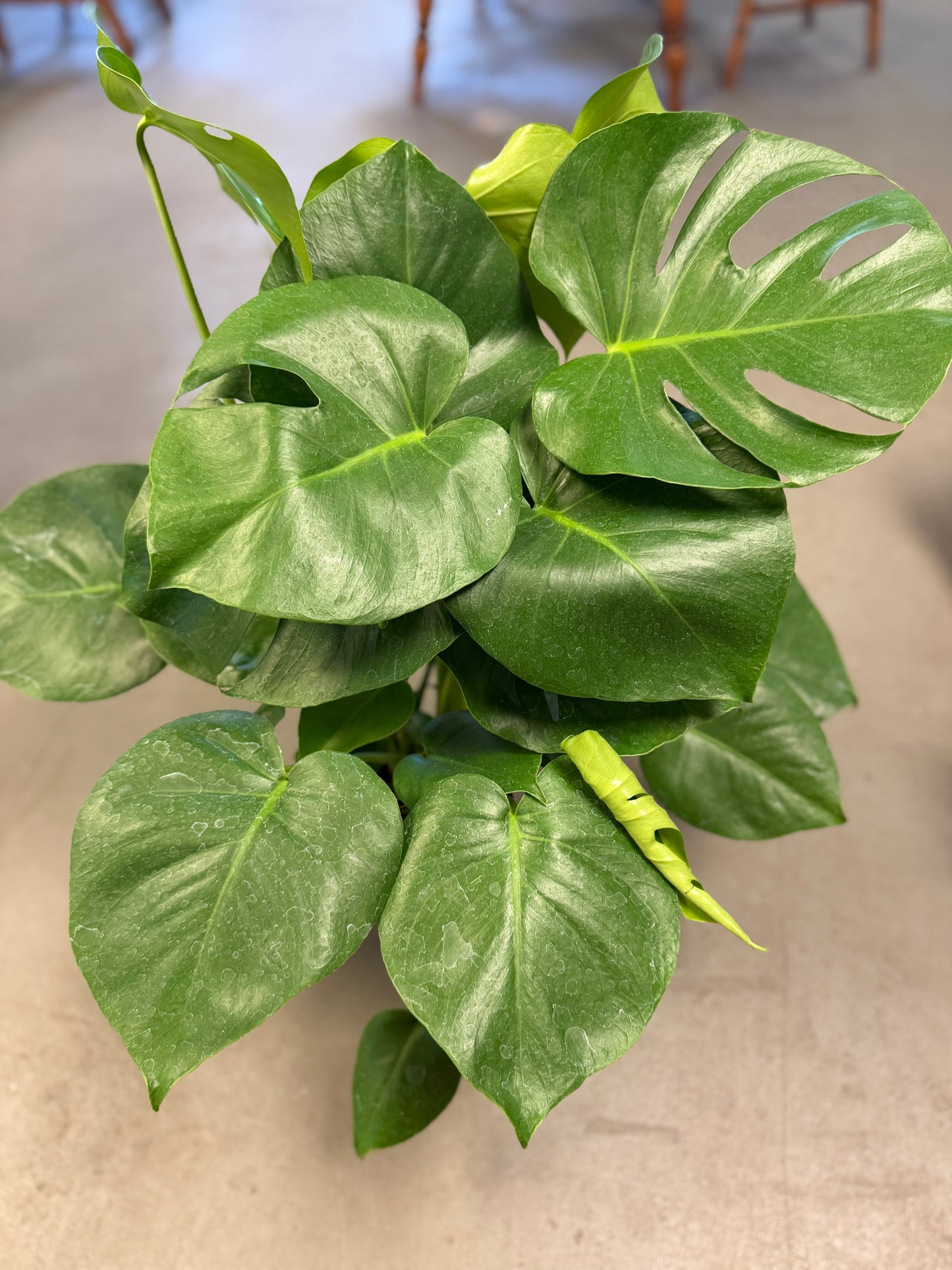 Monstera Deliciosa 6in