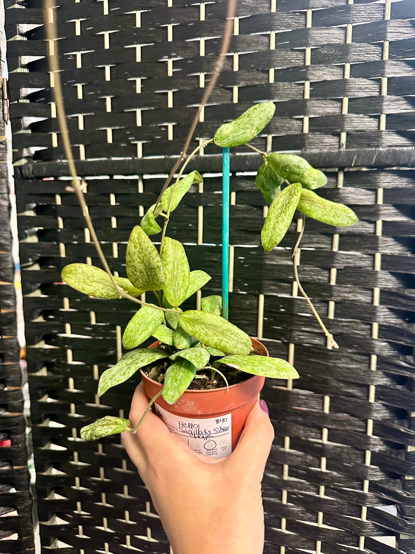 Hoya Sigillatis Silver 4in