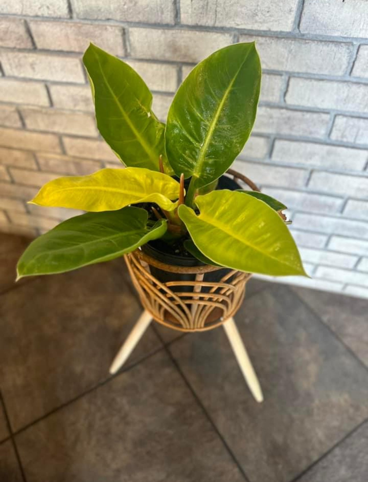 Moonlight Philodendron- 2 gallon