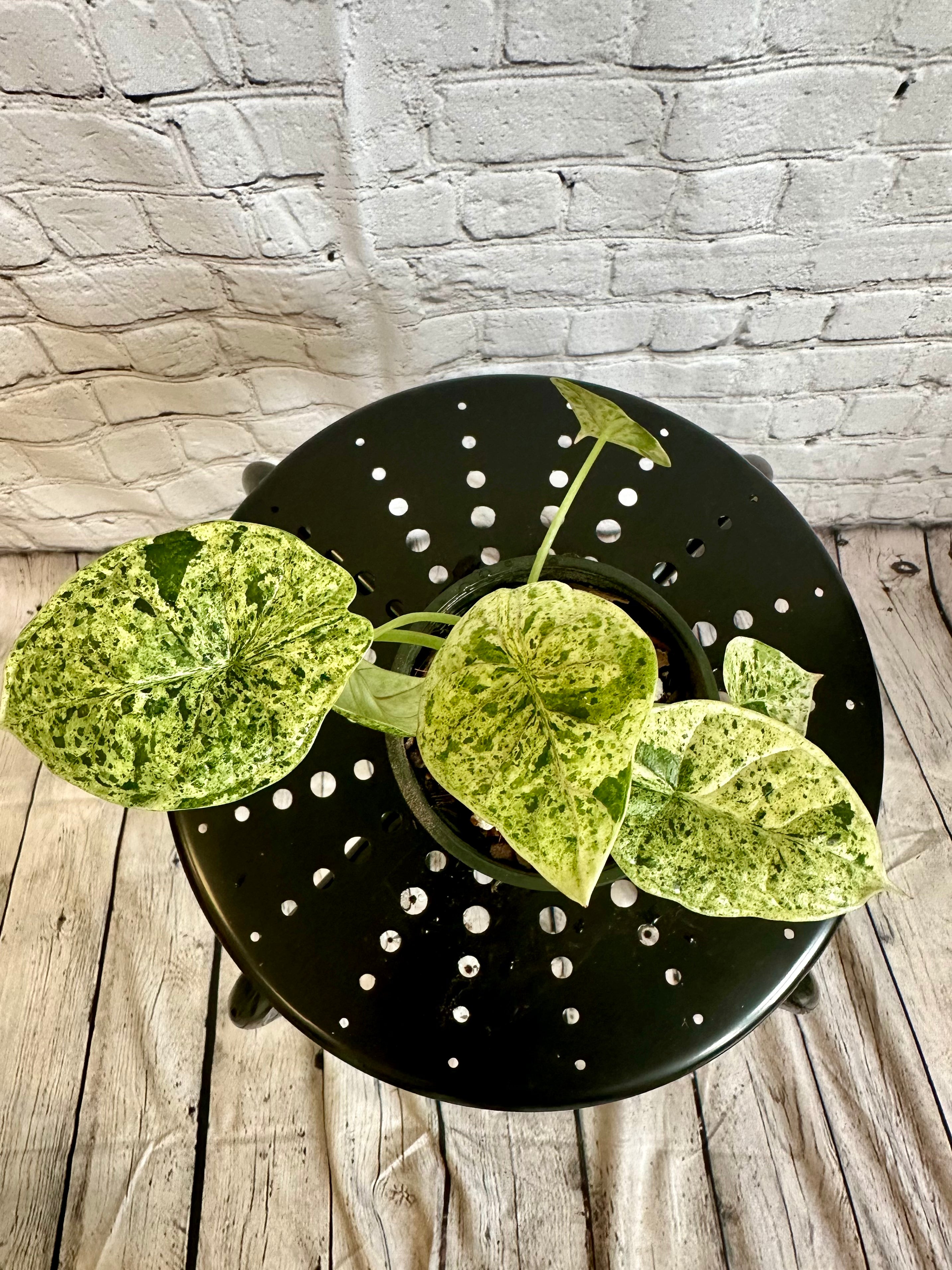 Alocasia Dragon Scale Mint, Var. 4in – Blossom + Branch