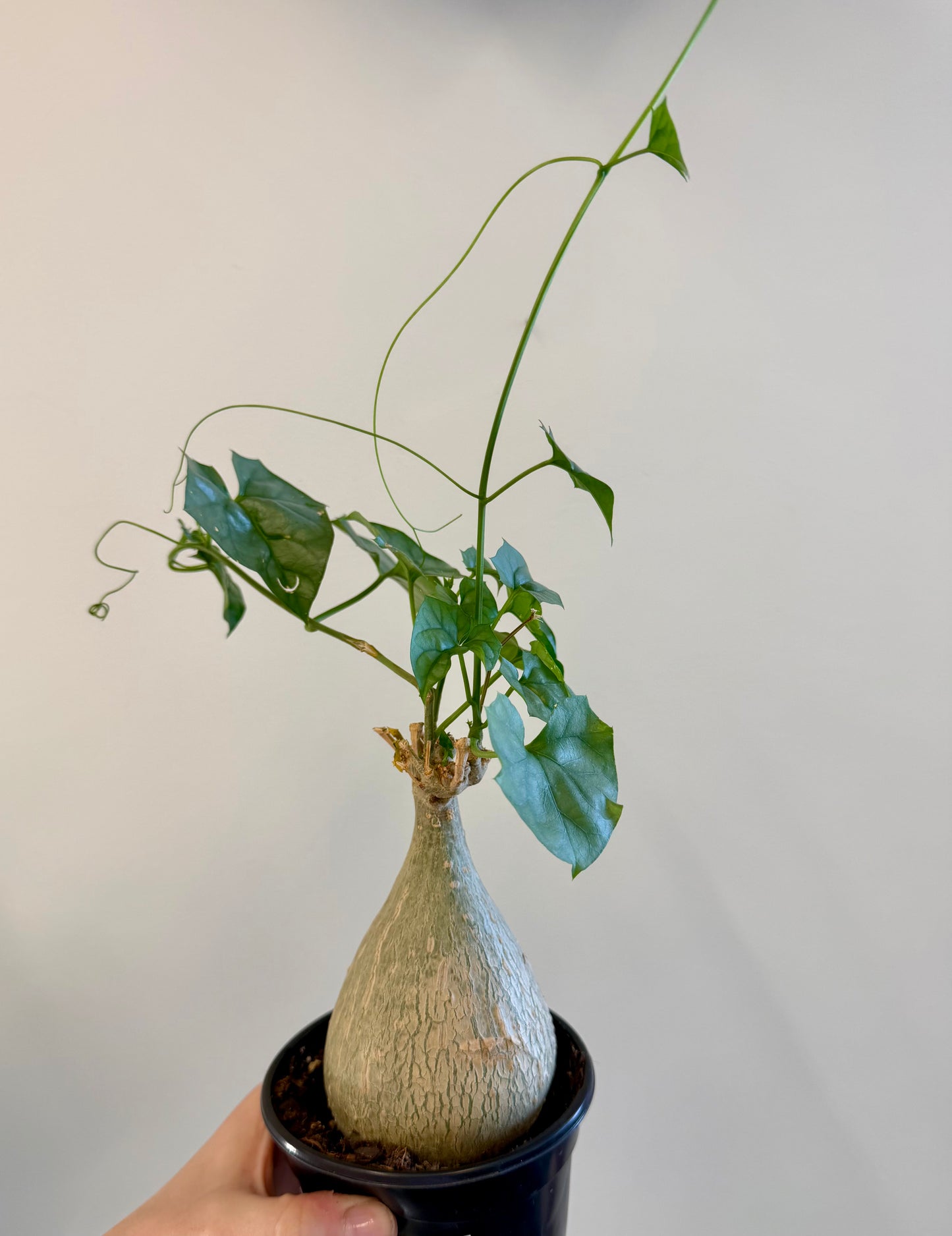Big Foot Gerrardanthus Macrorrhizus 4in