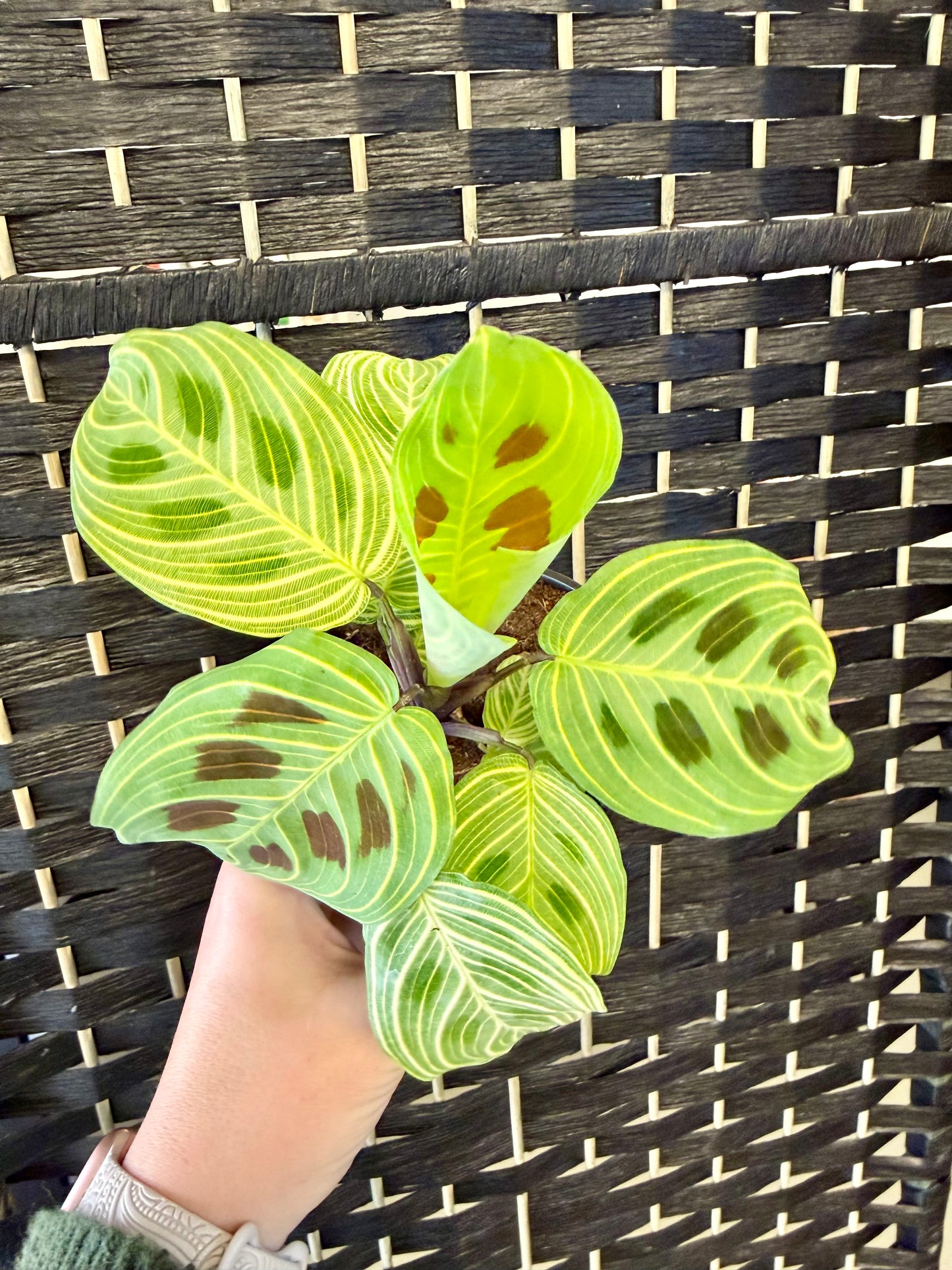 Gold Lines Maranta 4in