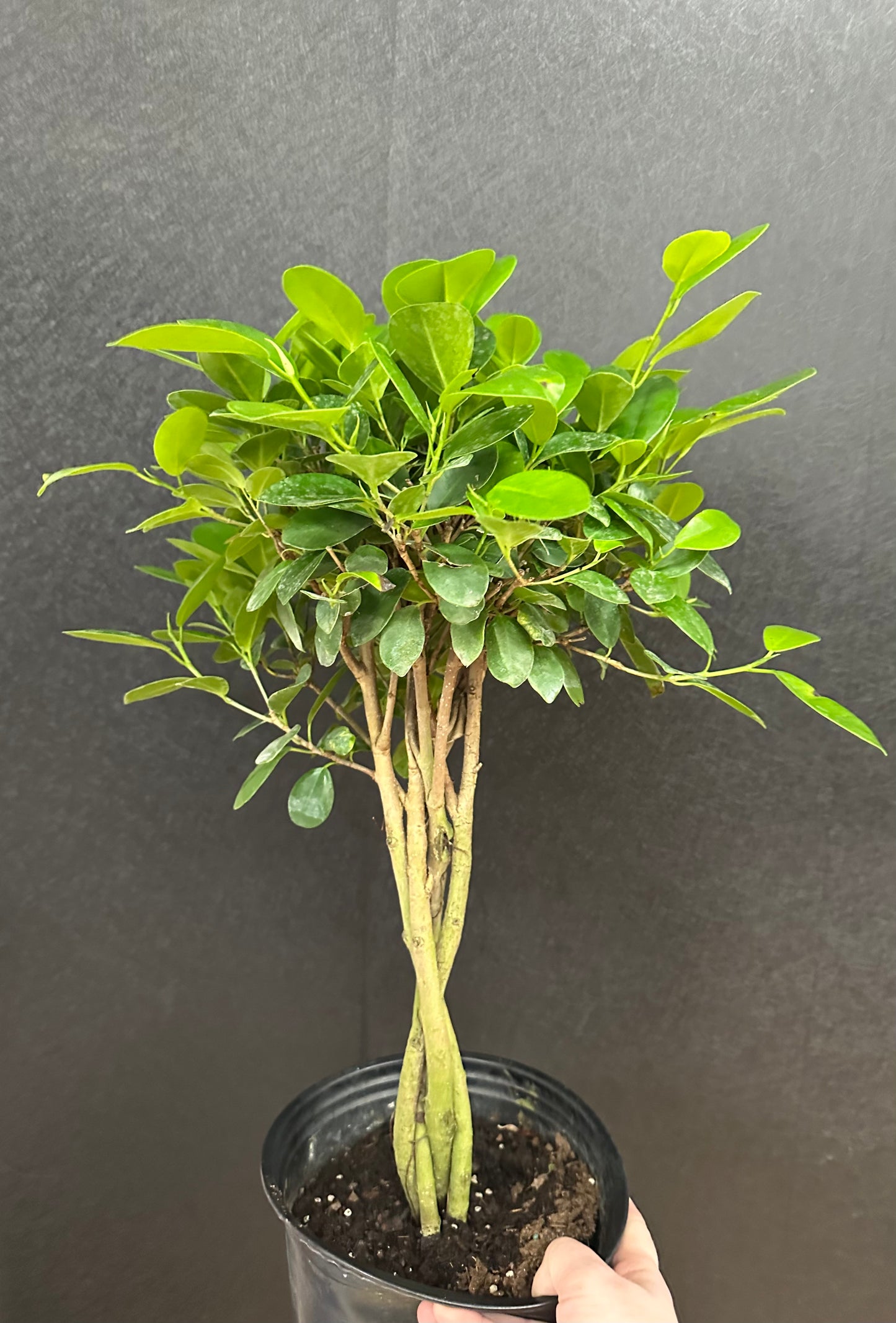 Moclame Ficus 8in