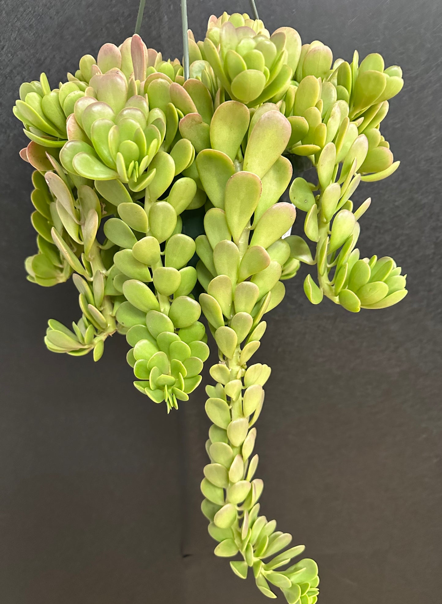 Trailing Jade 8in