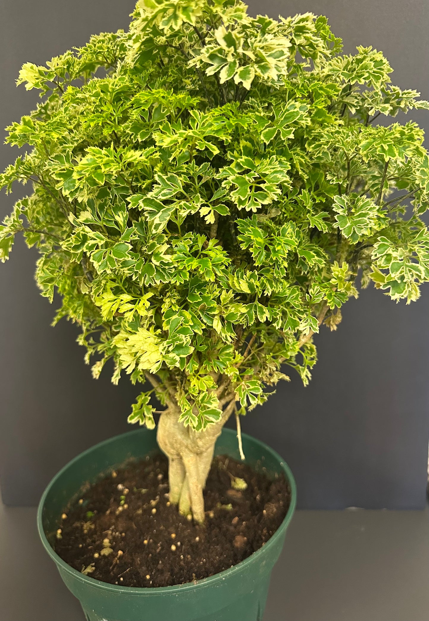 Aralia Ming, Variegated 10in